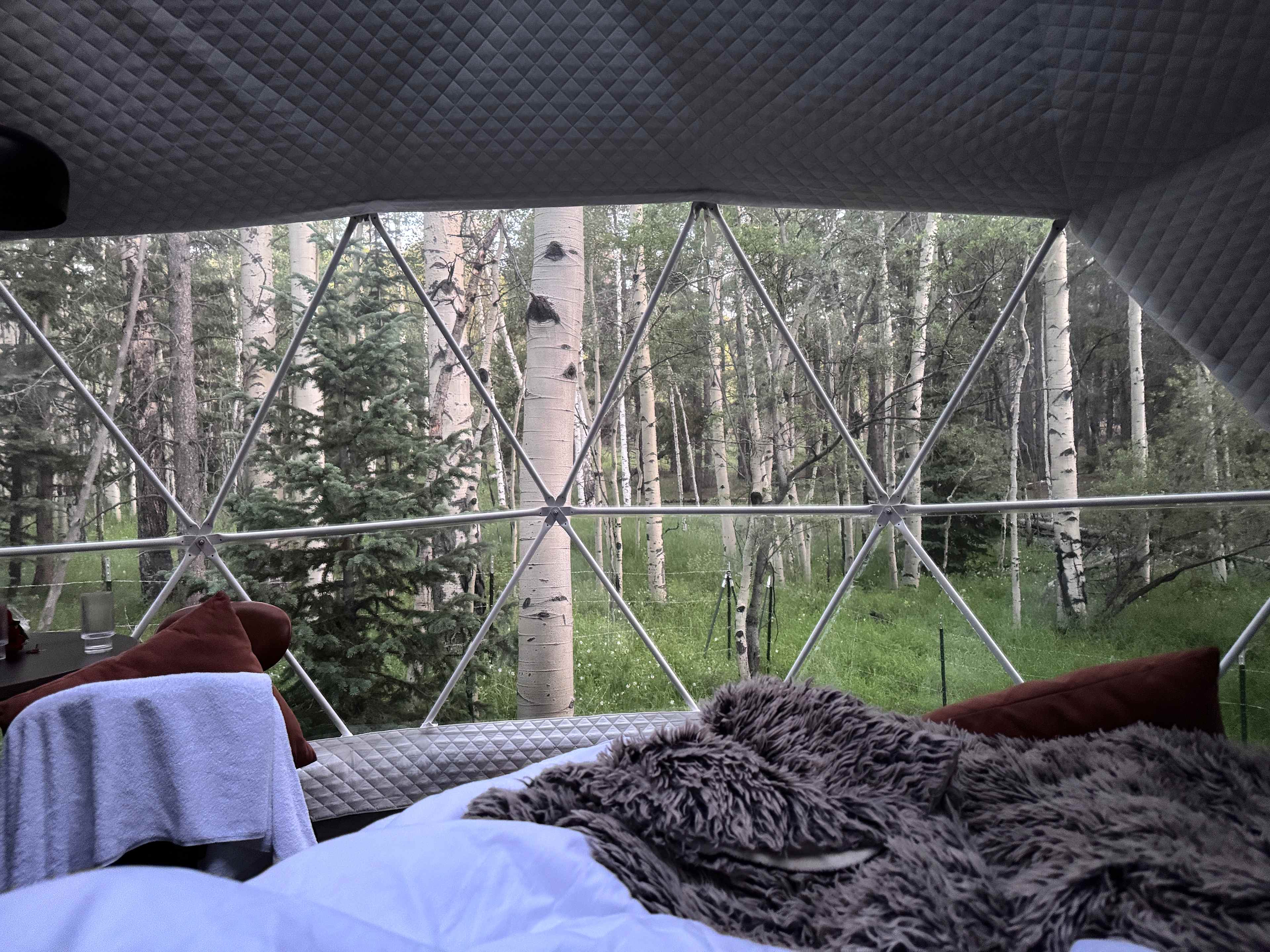 Aspen Forest in Evergreen Colorado