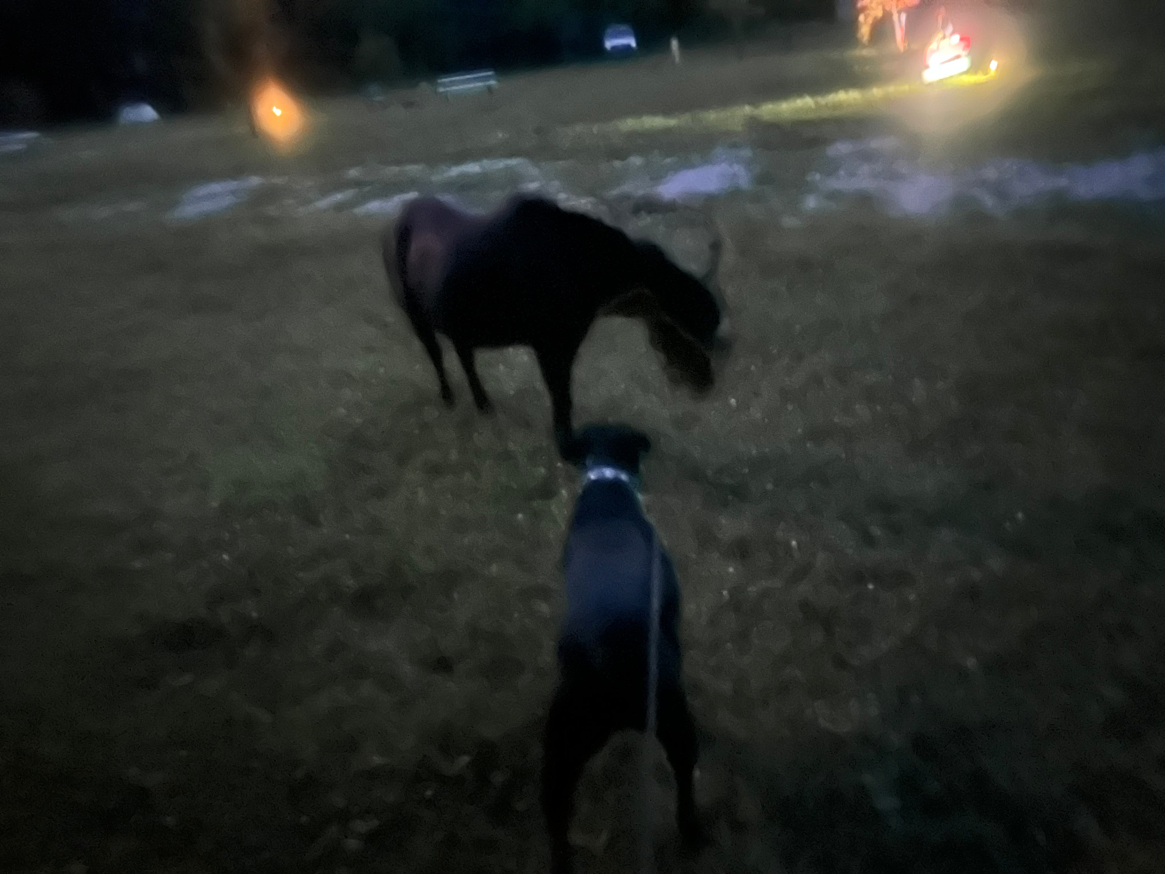 Dog never seen a pony before 