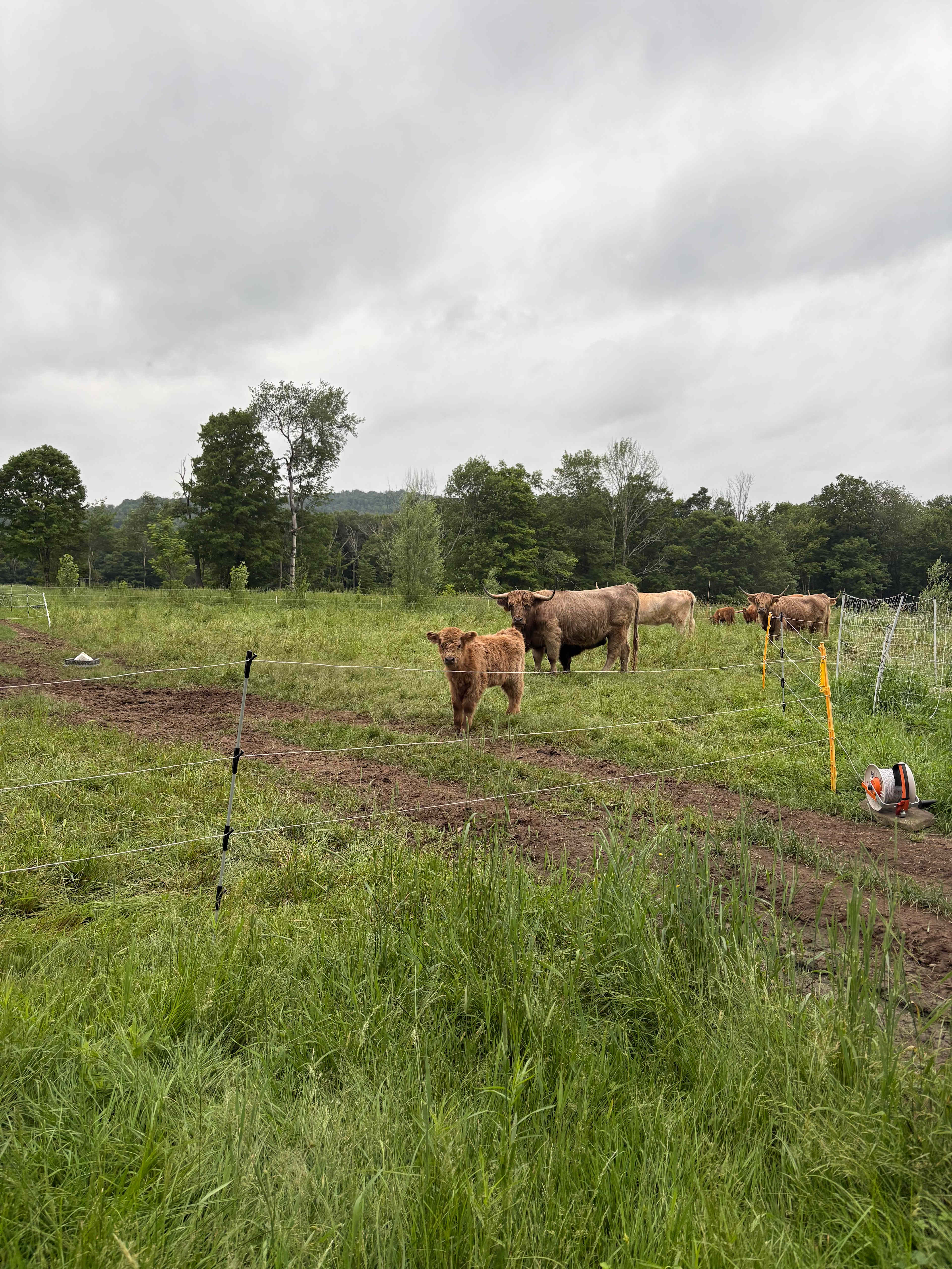 Treehouse Farm Adventure