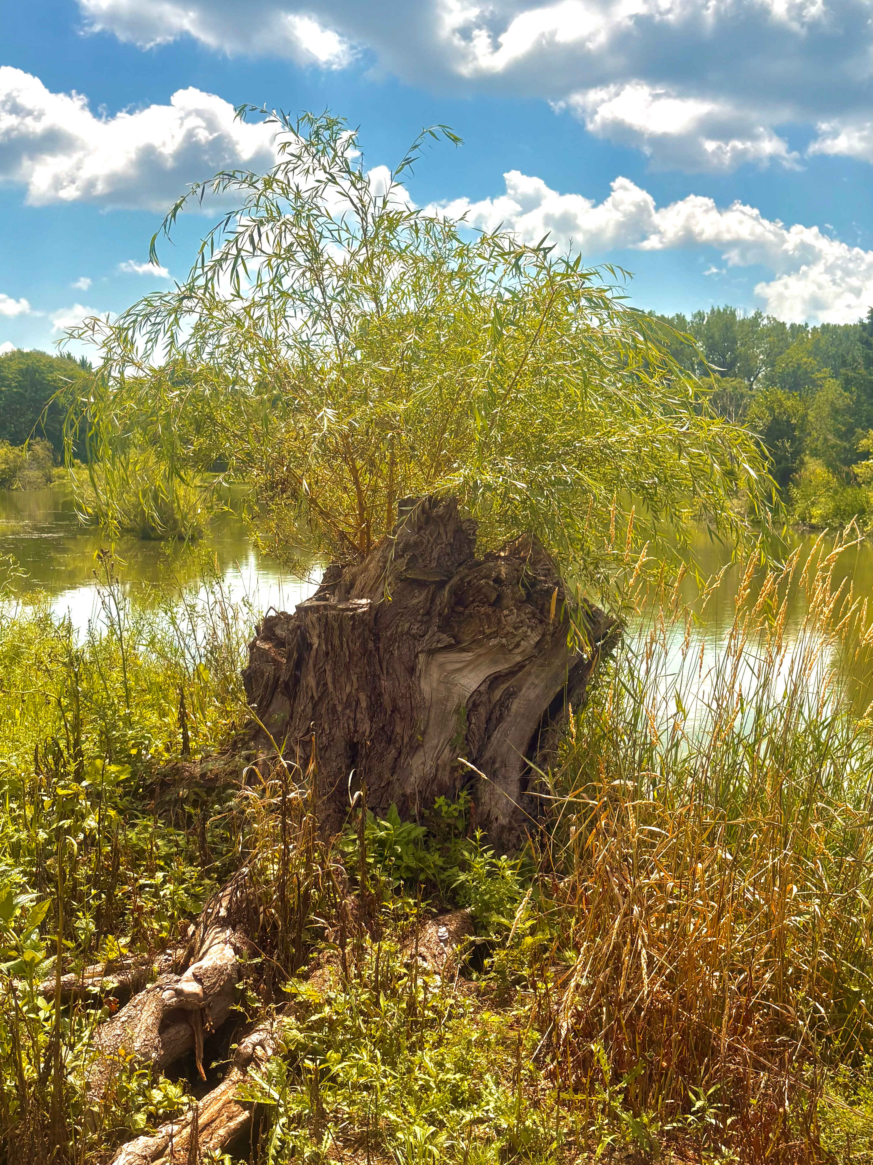 Spring Valley Ponds