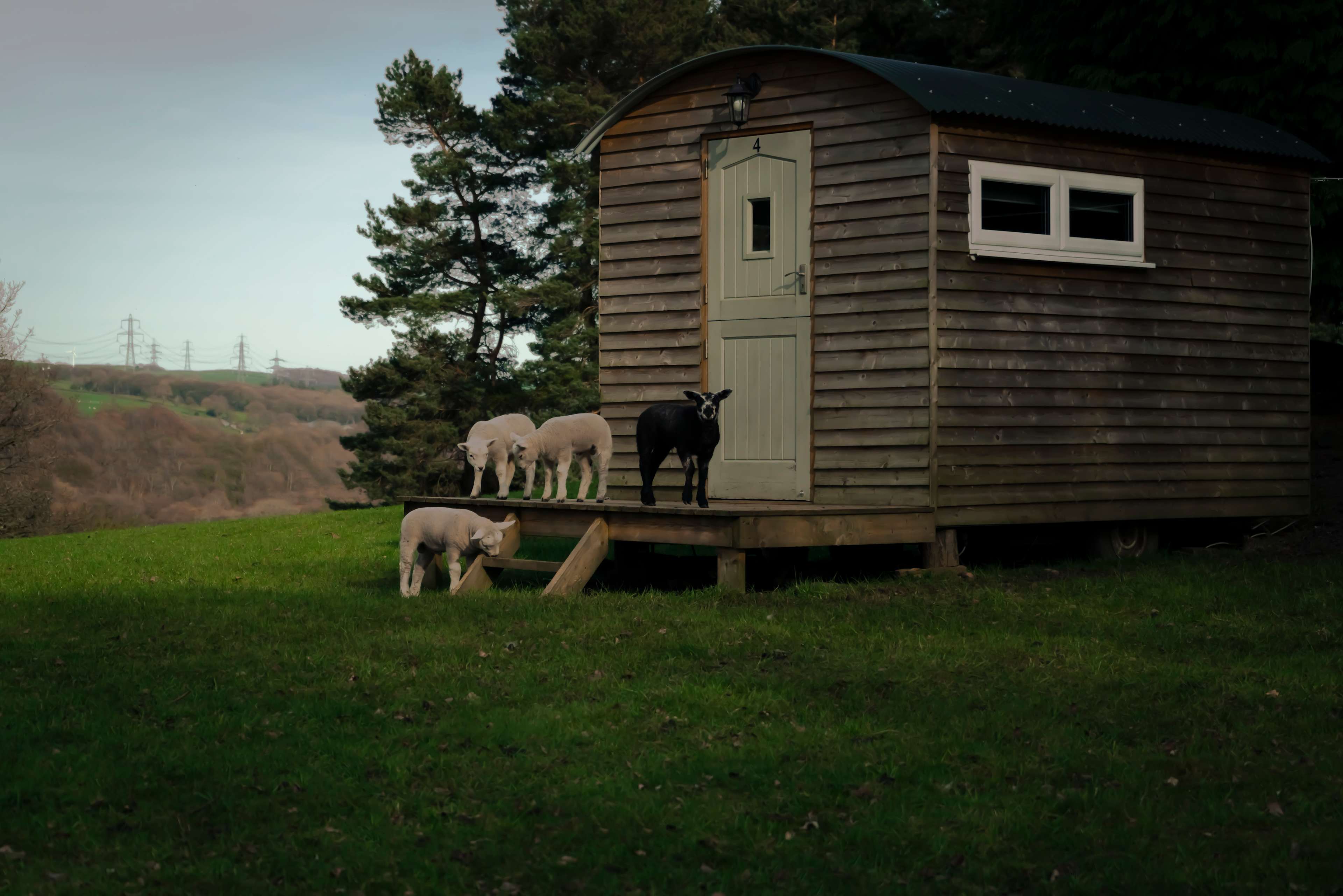 Lop Farm