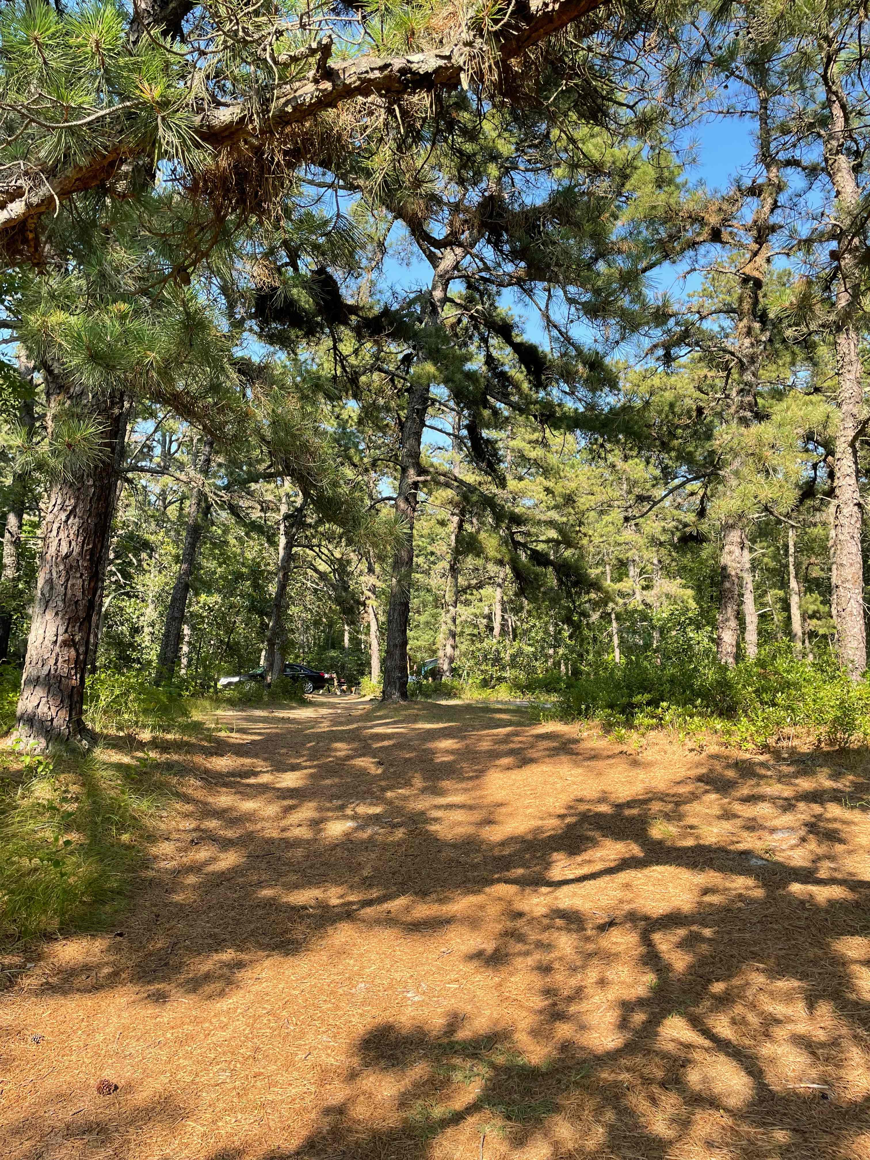 Pine Creek