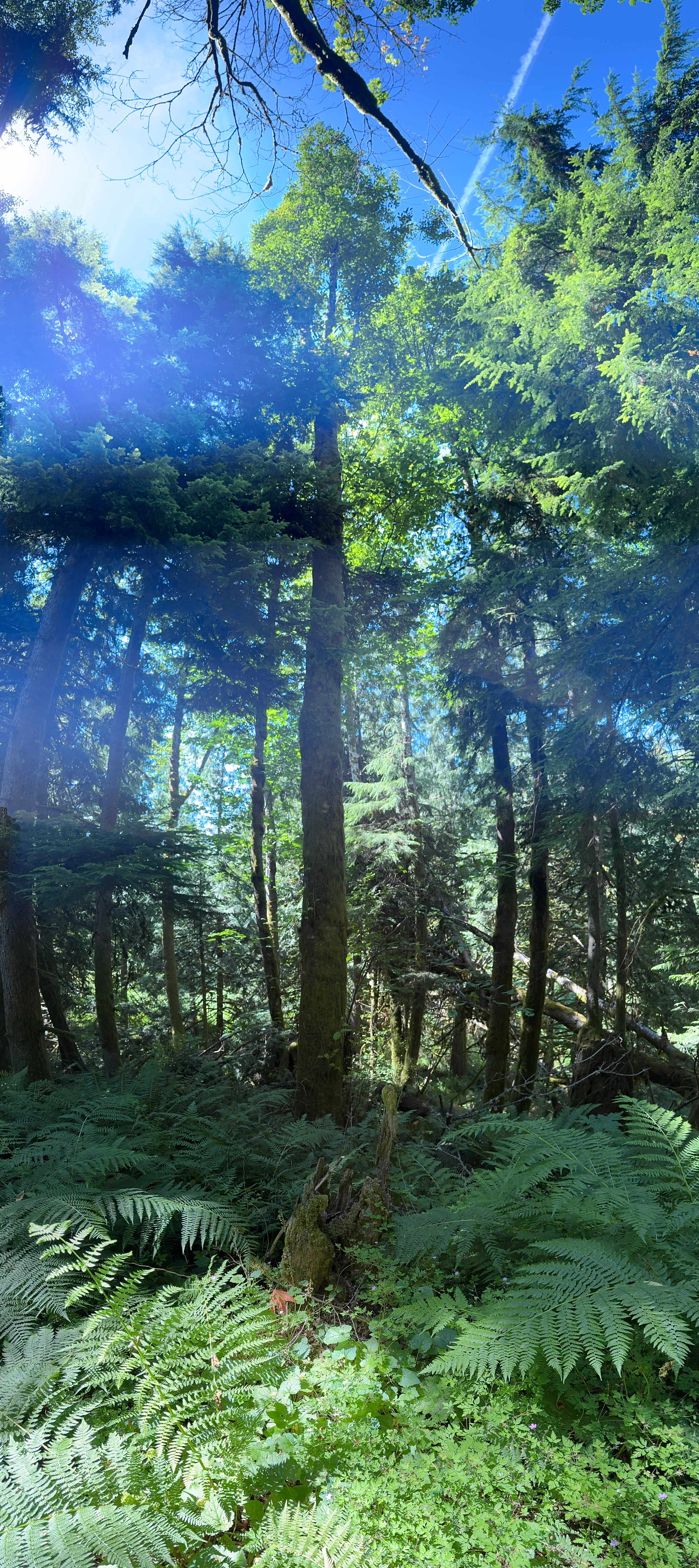 Rusty Ranch Tree Farm and Forest