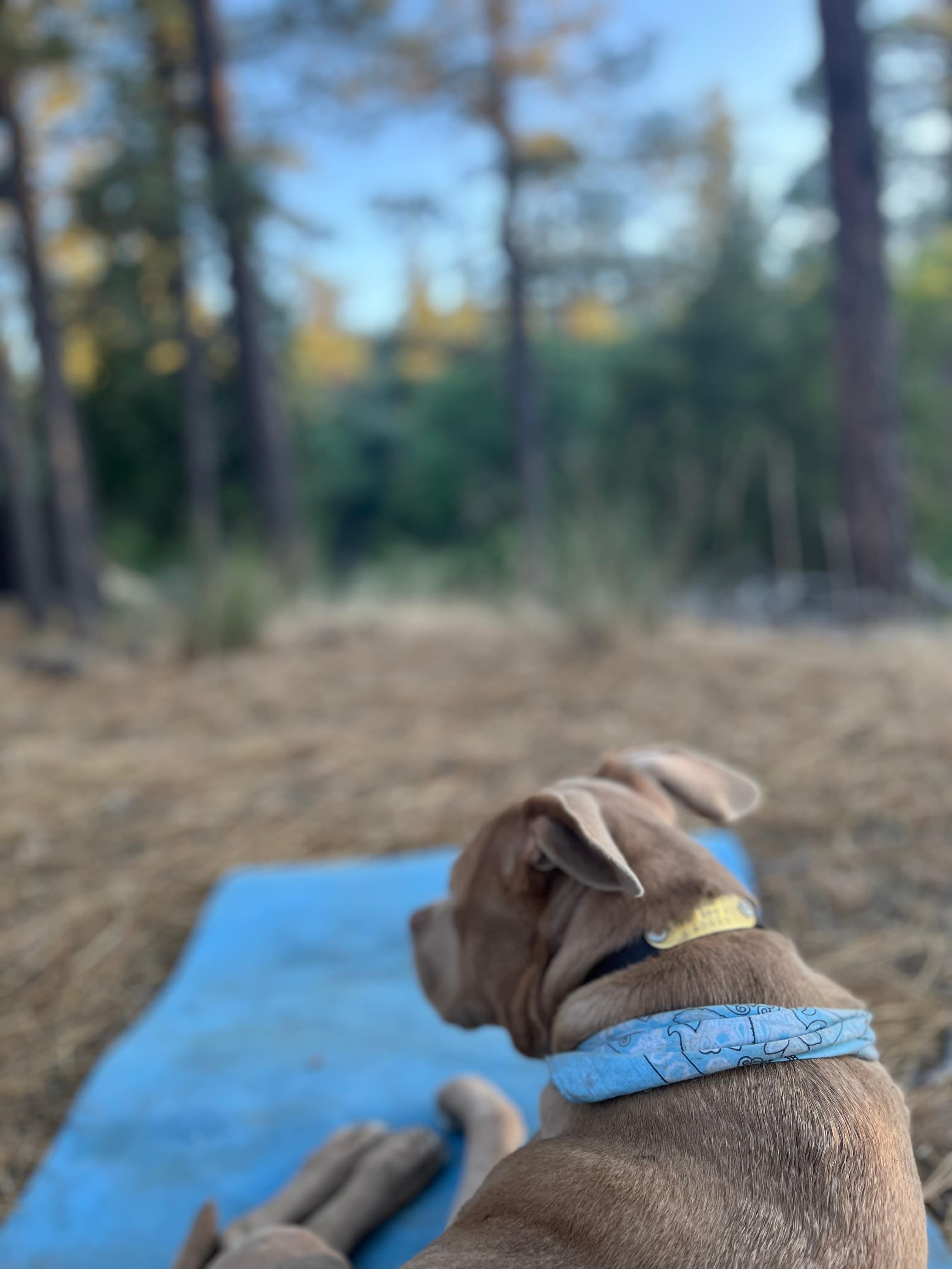 Skoolie in a secluded meadow