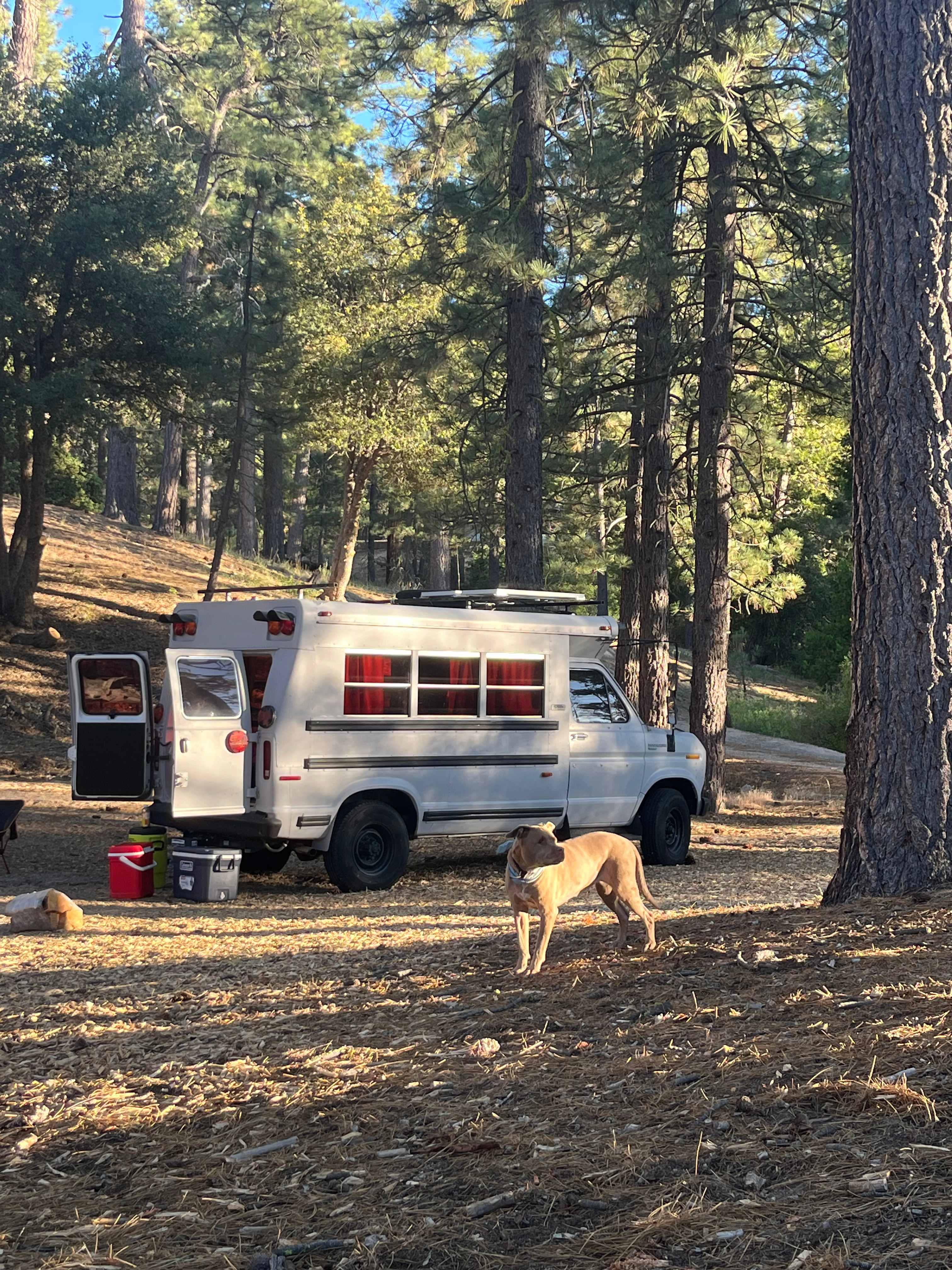Skoolie in a secluded meadow