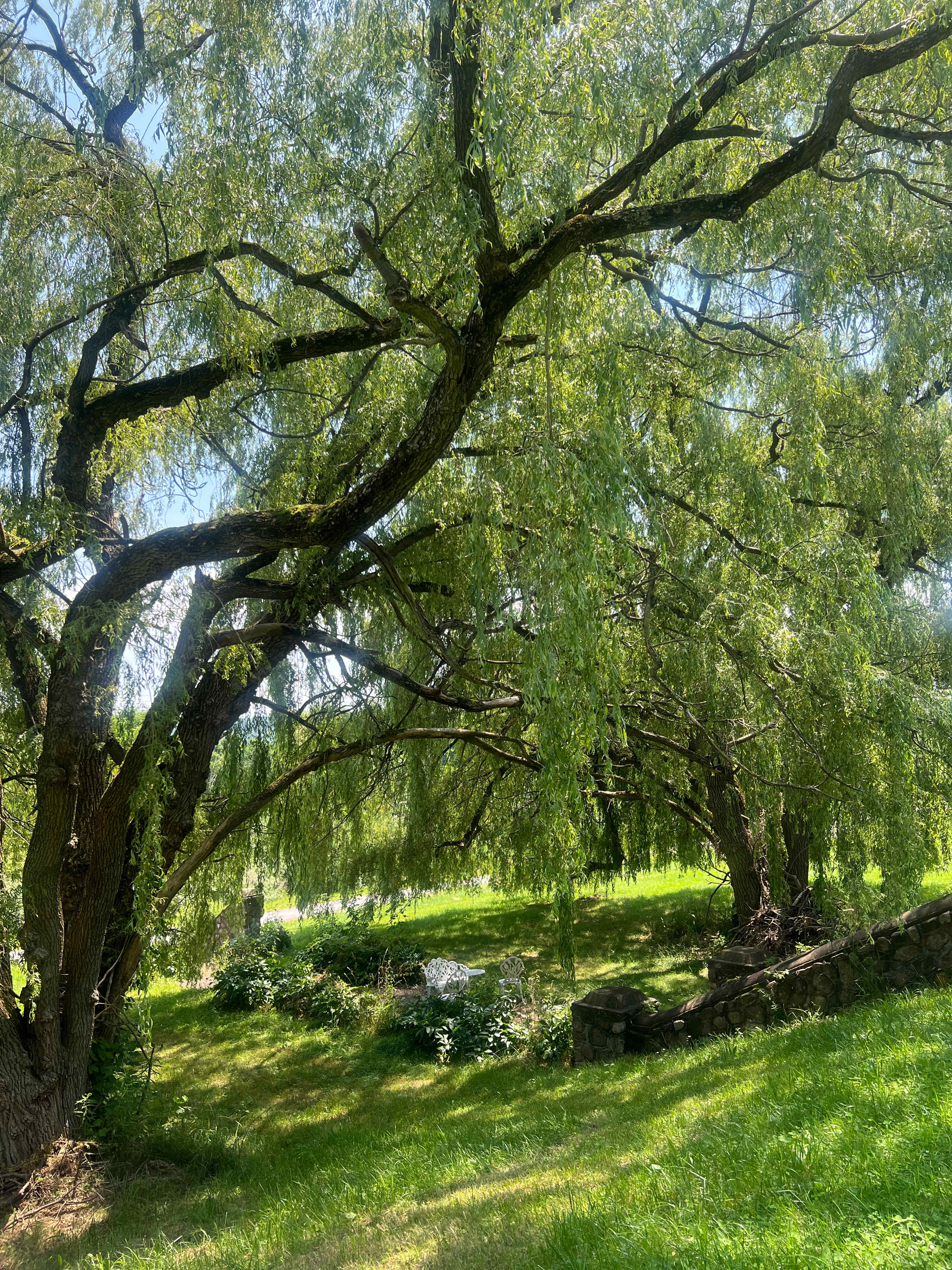 Mission Hemlock Grove