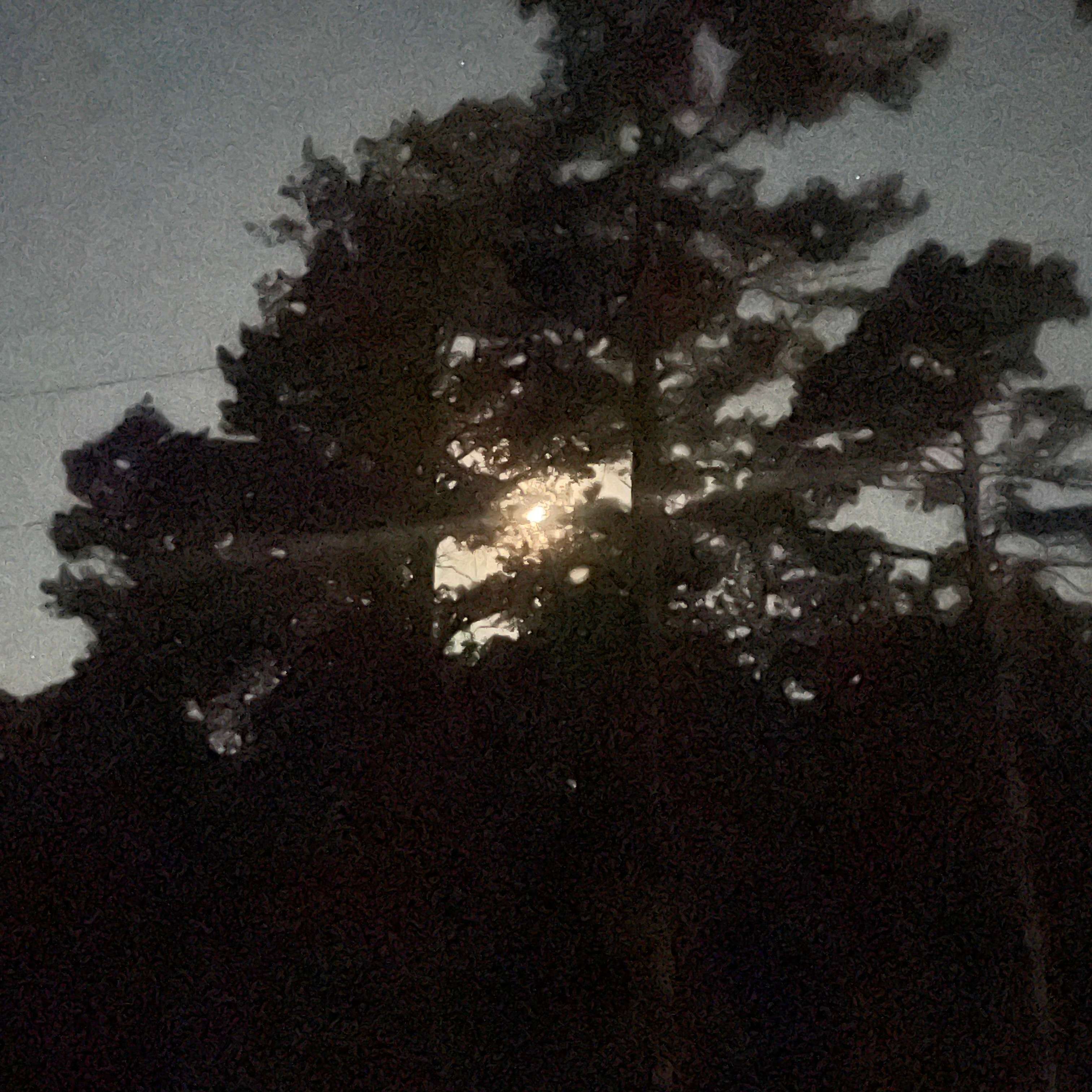 Moon shining through the trees! So bright!