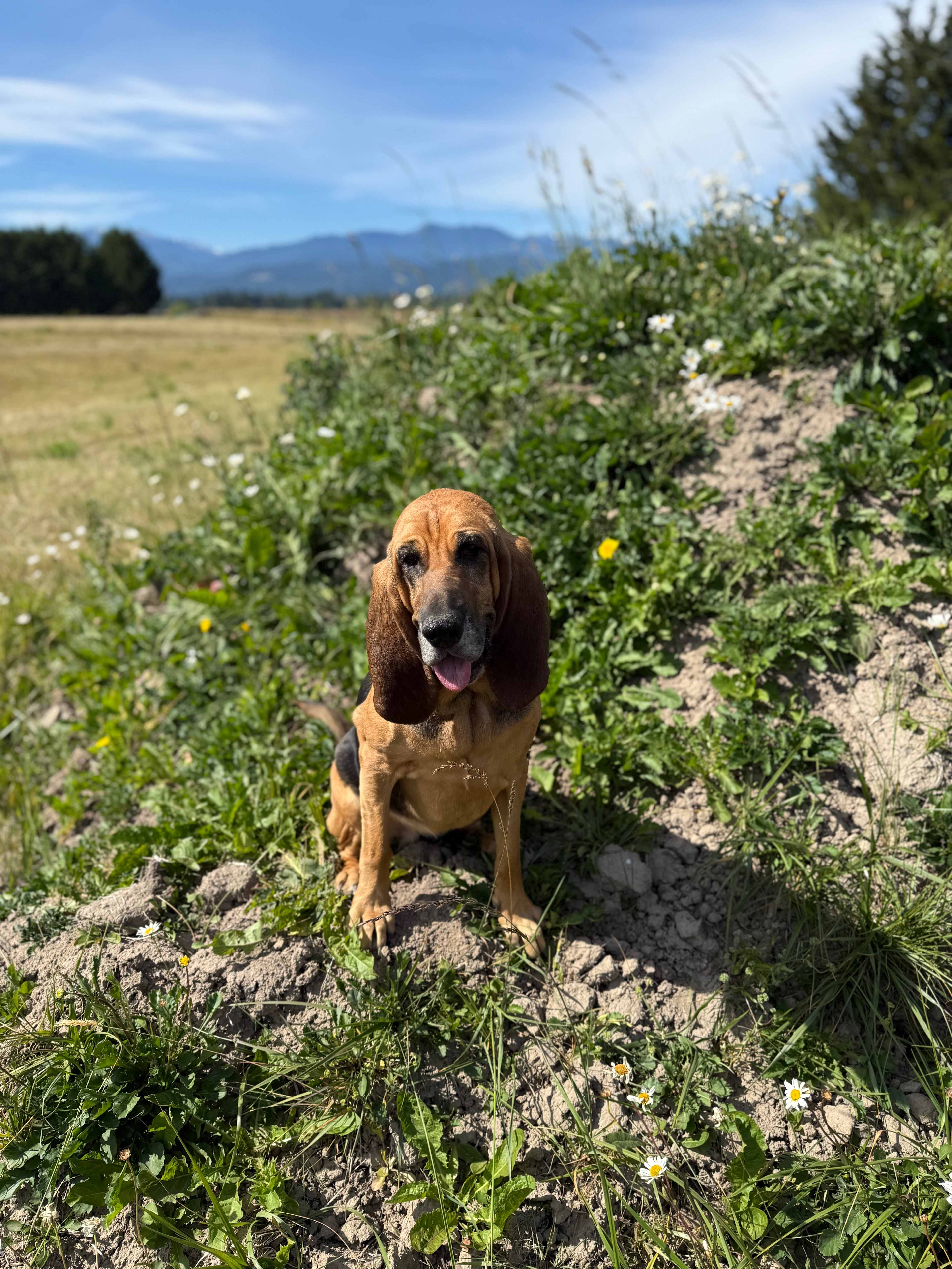 Sequim Prairie Mountain View