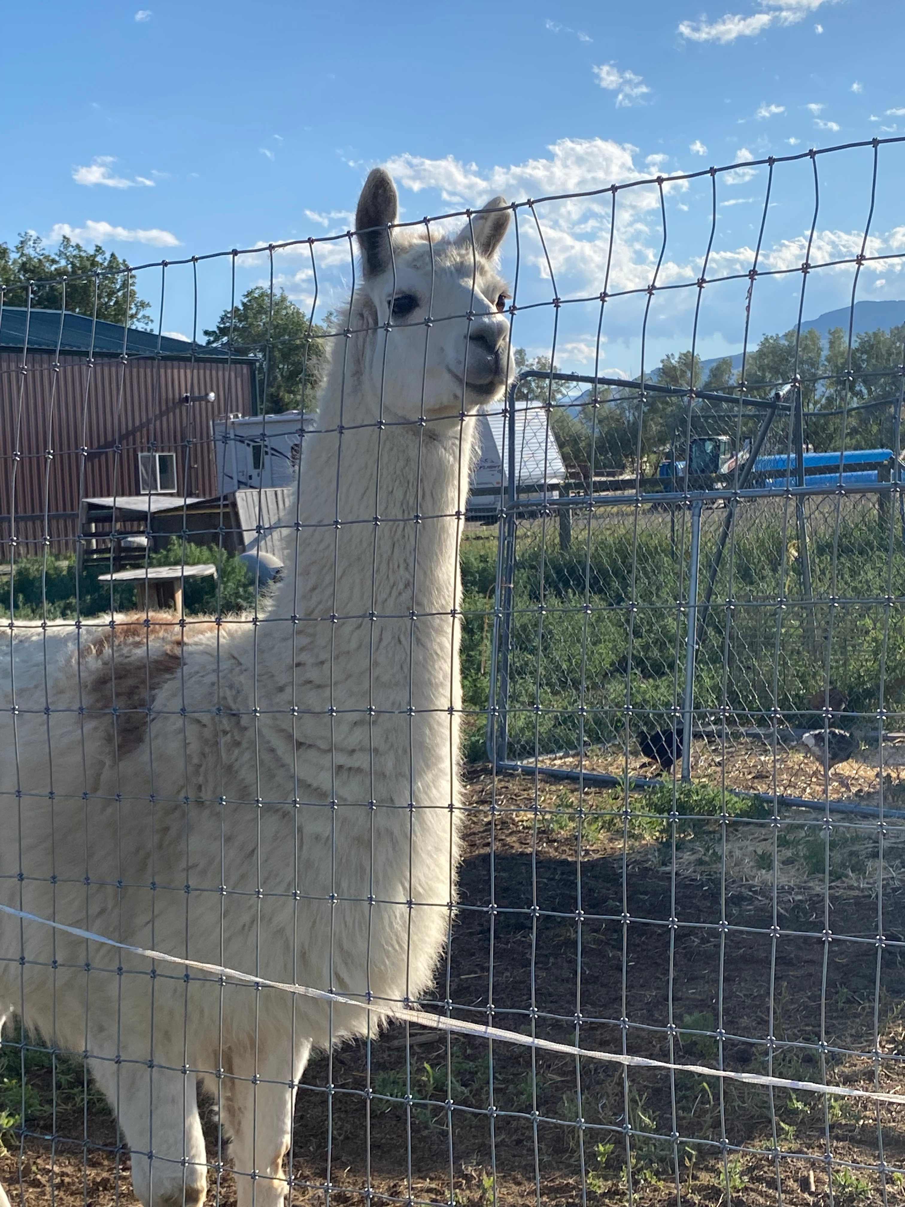 Sweetiebird Farms In Cody WY