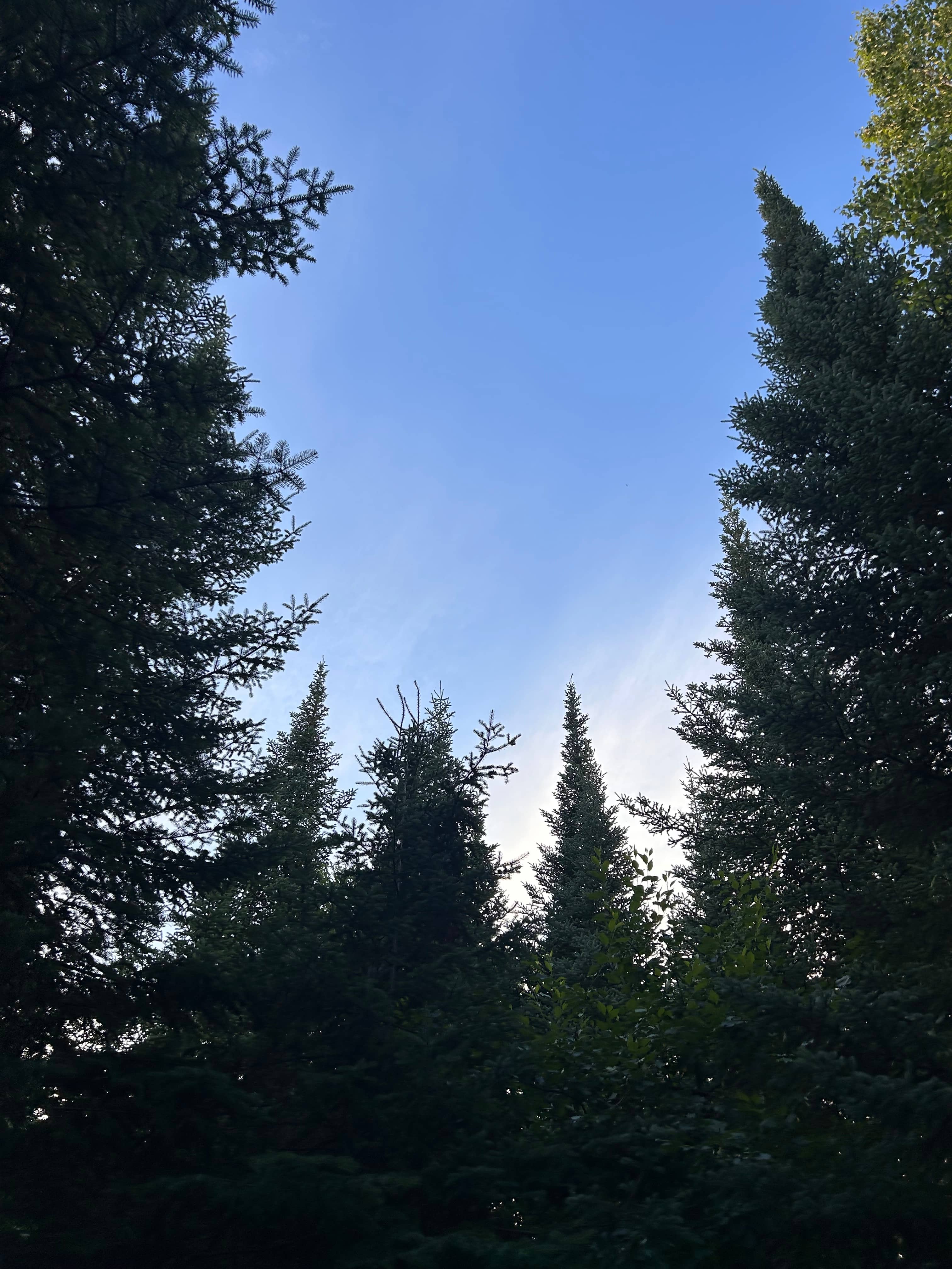 Hidden Pines