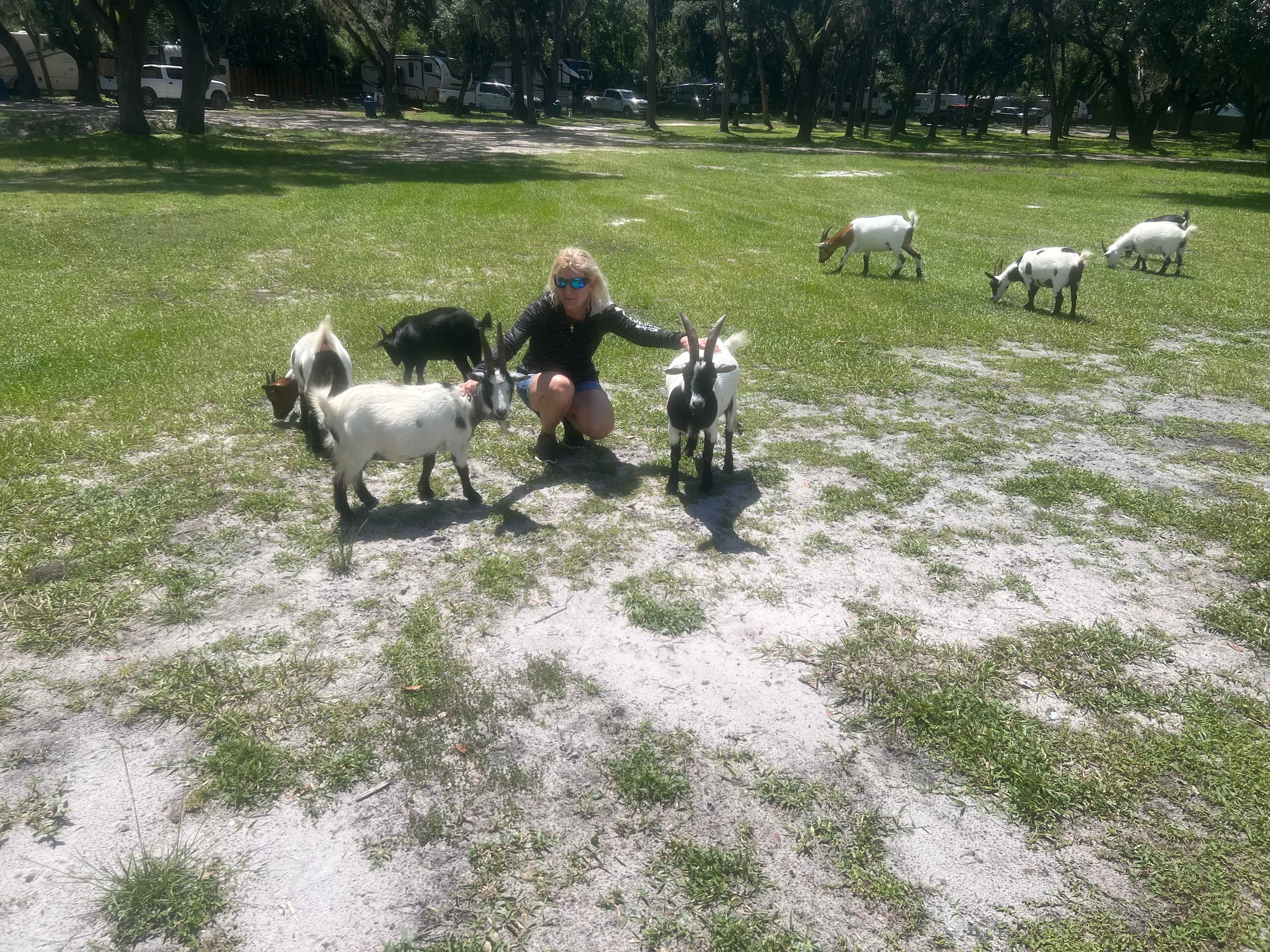 The Goat whisperer