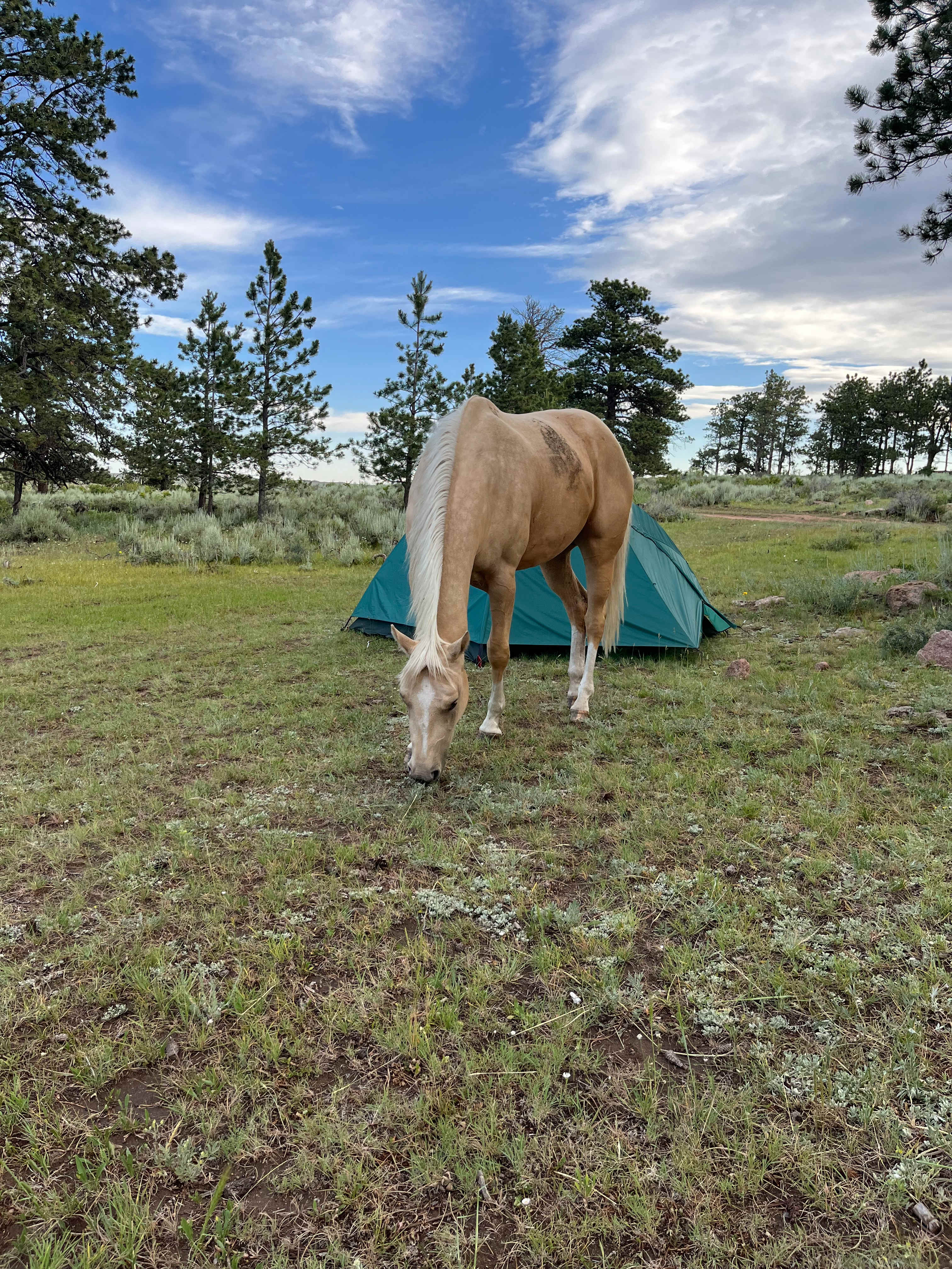 A friendly campsite guest 