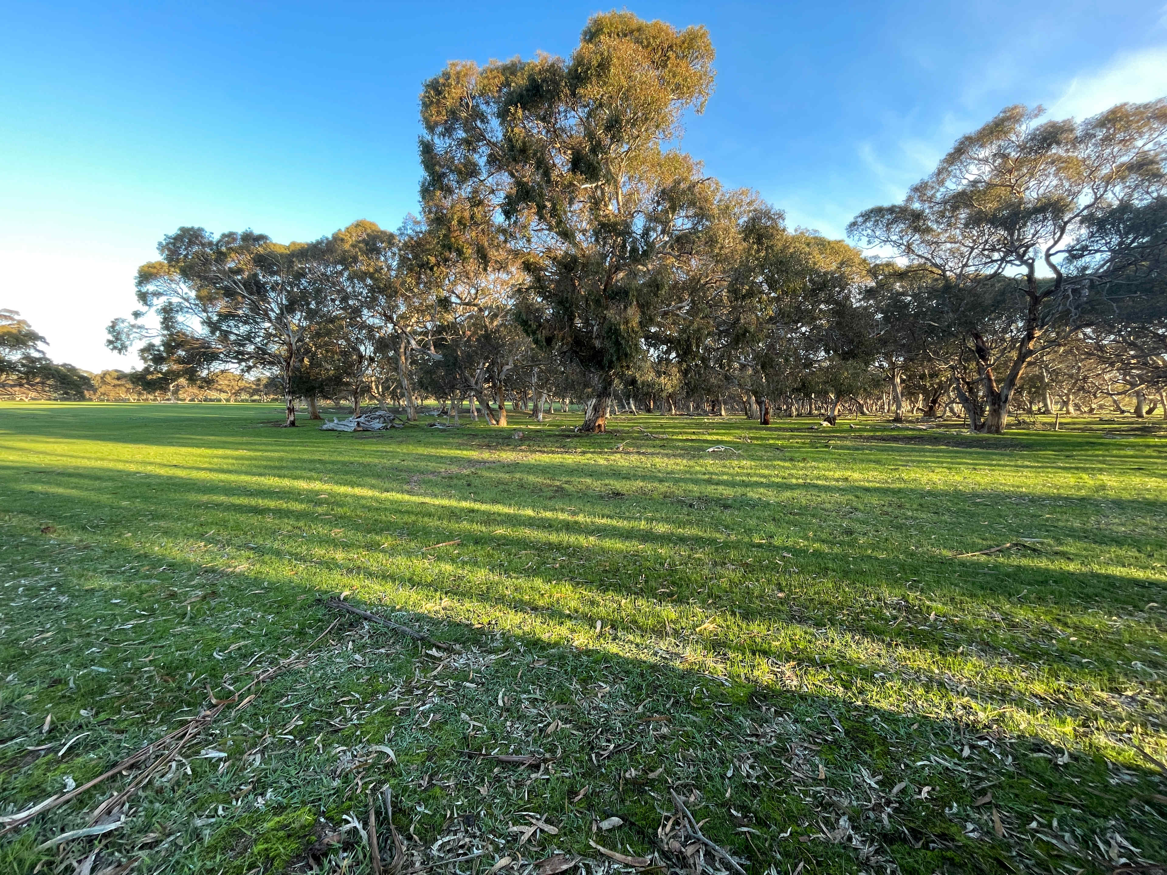 Amberfeld Big Gum Camp