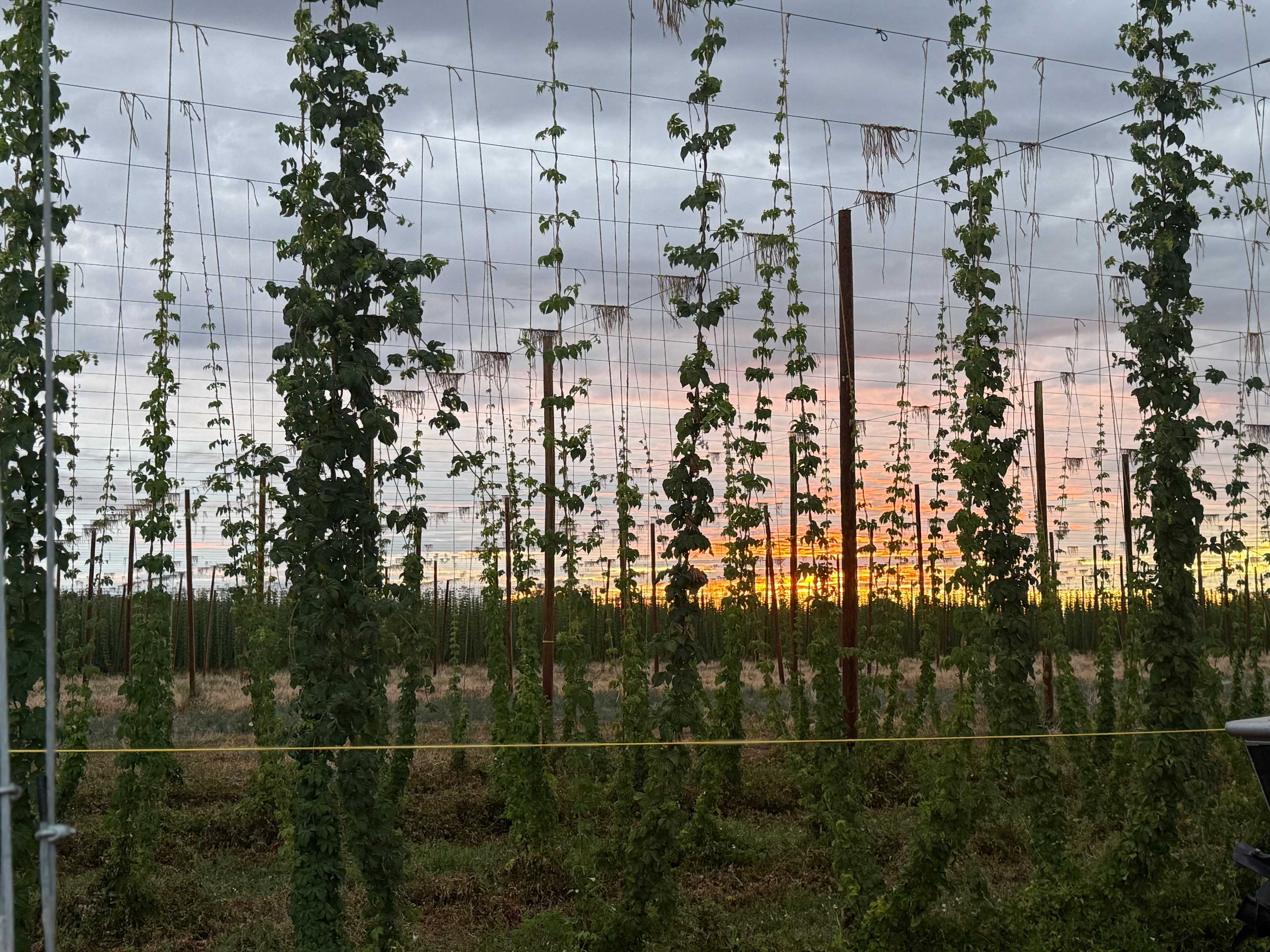 Down at the Hop Yard Camping