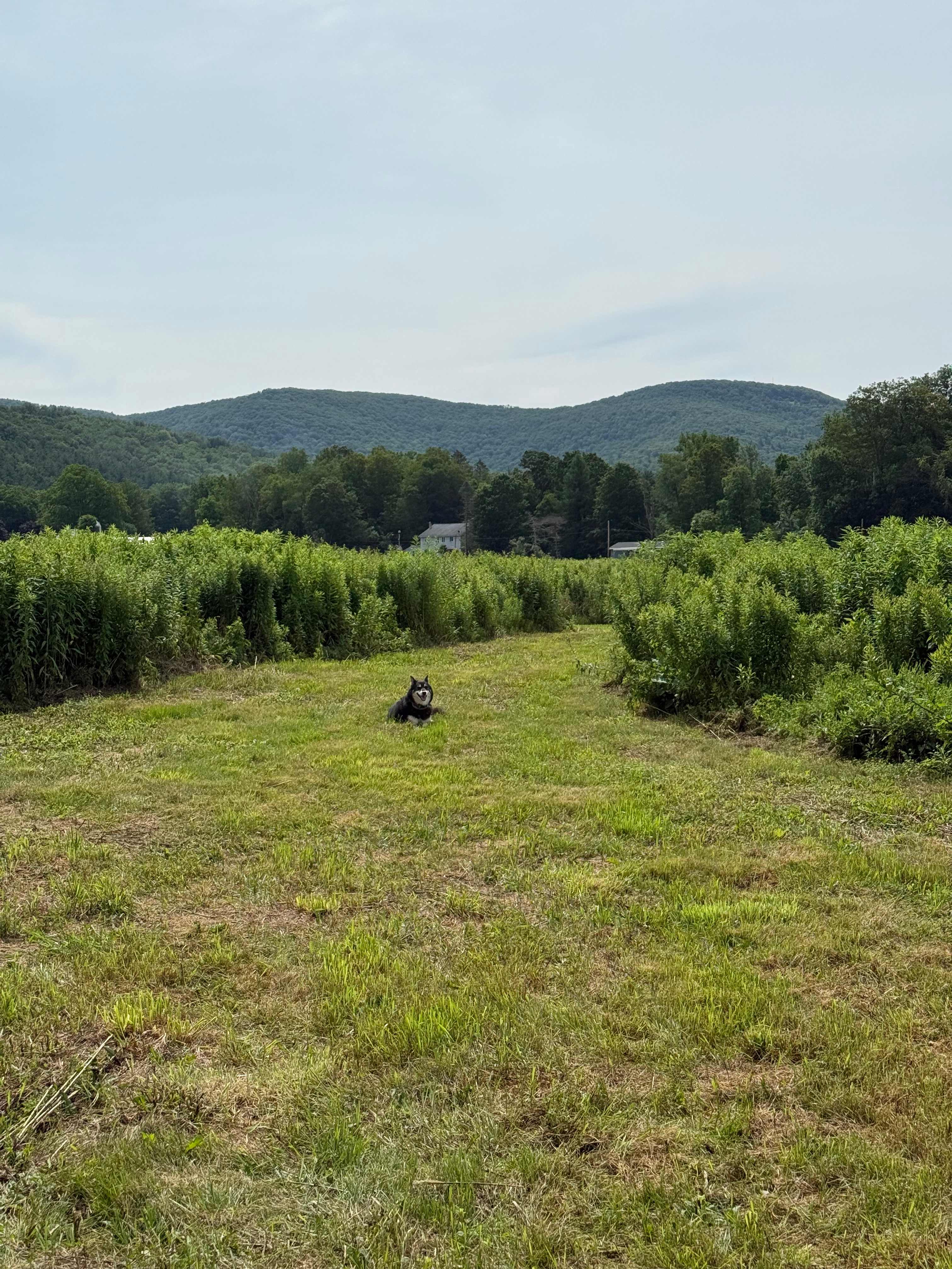 Wyomanock Farm