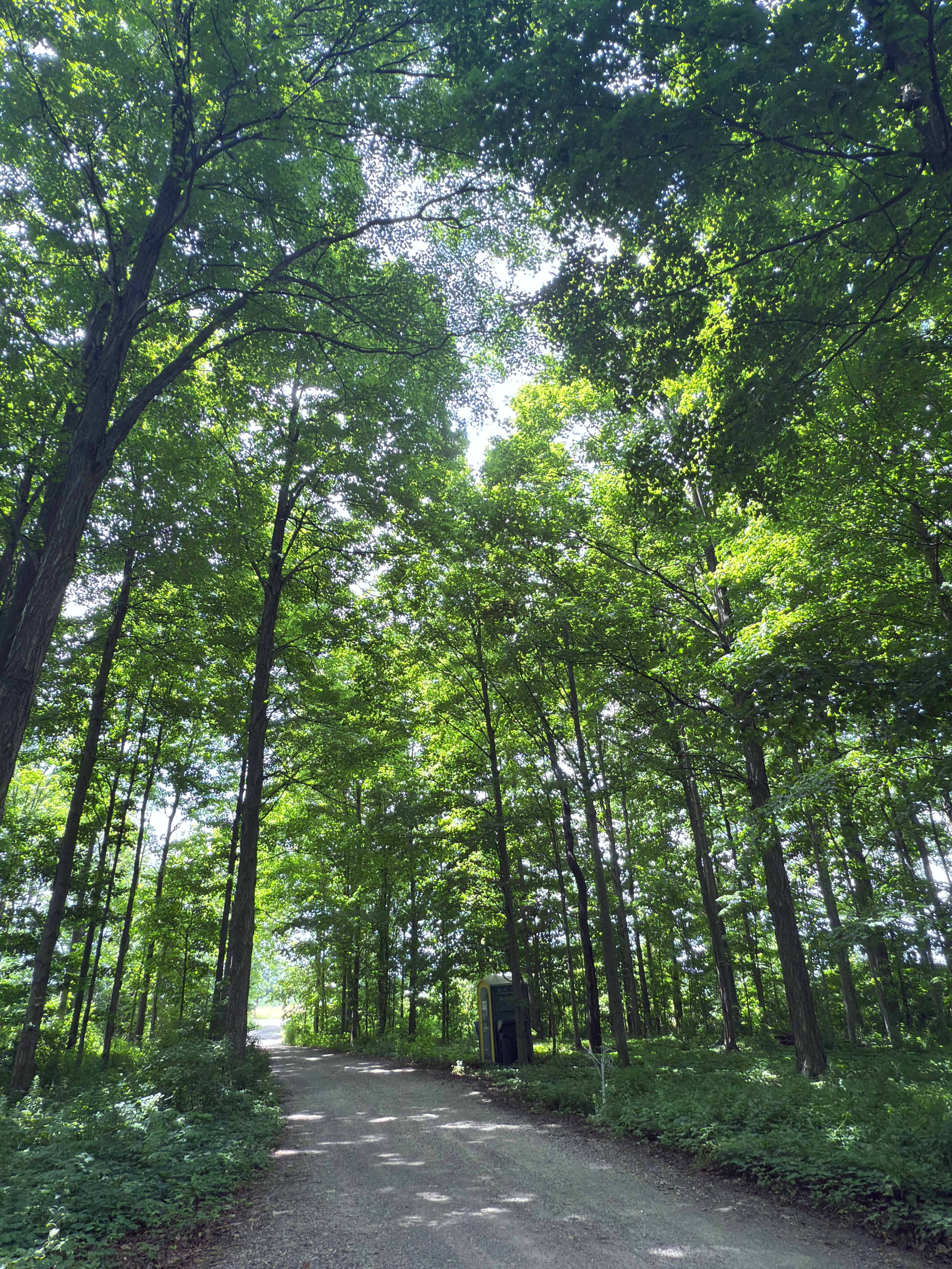 Campsite is in the Forest 