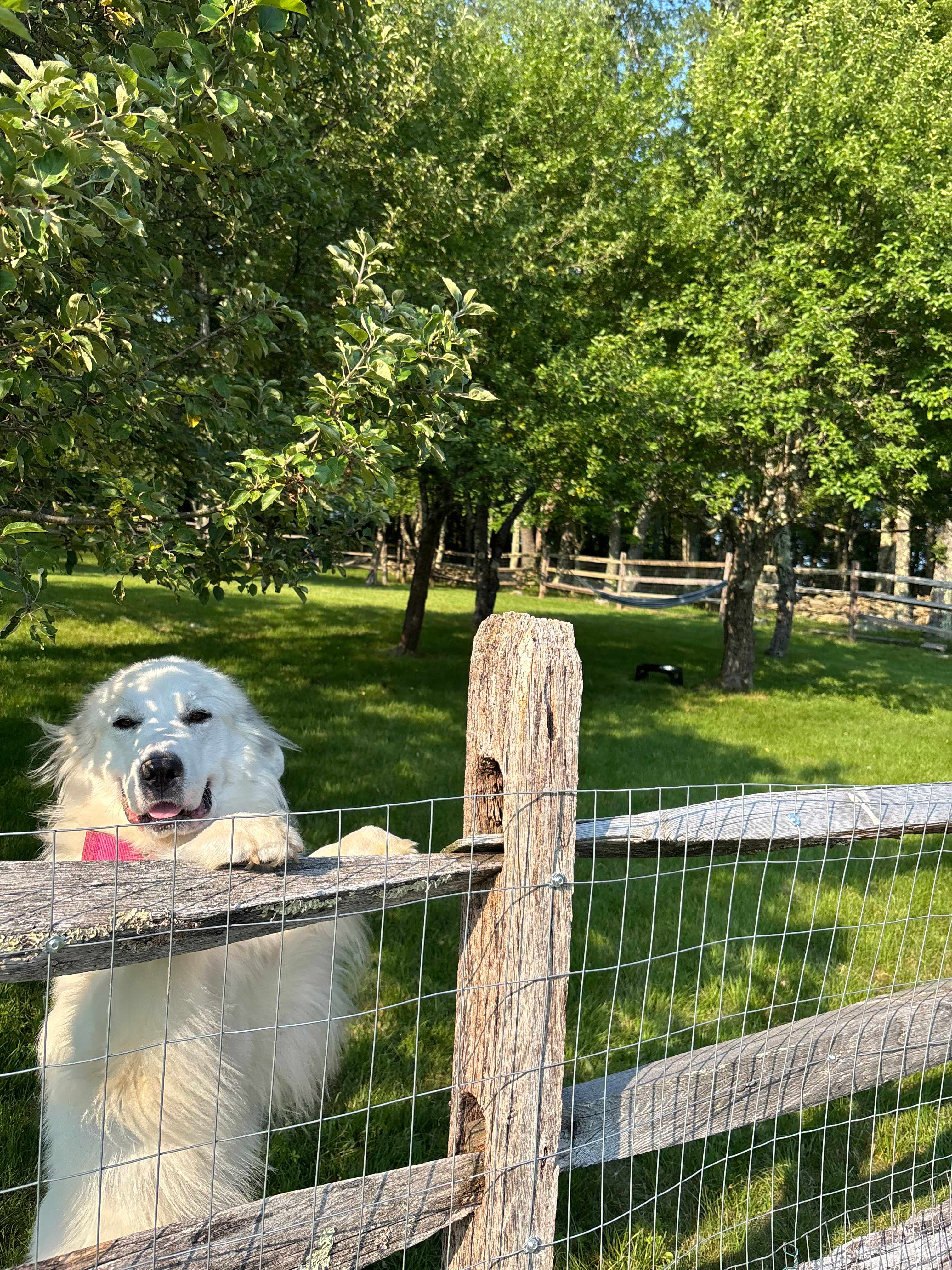 Farm Animals • RV/Camping • Teepee