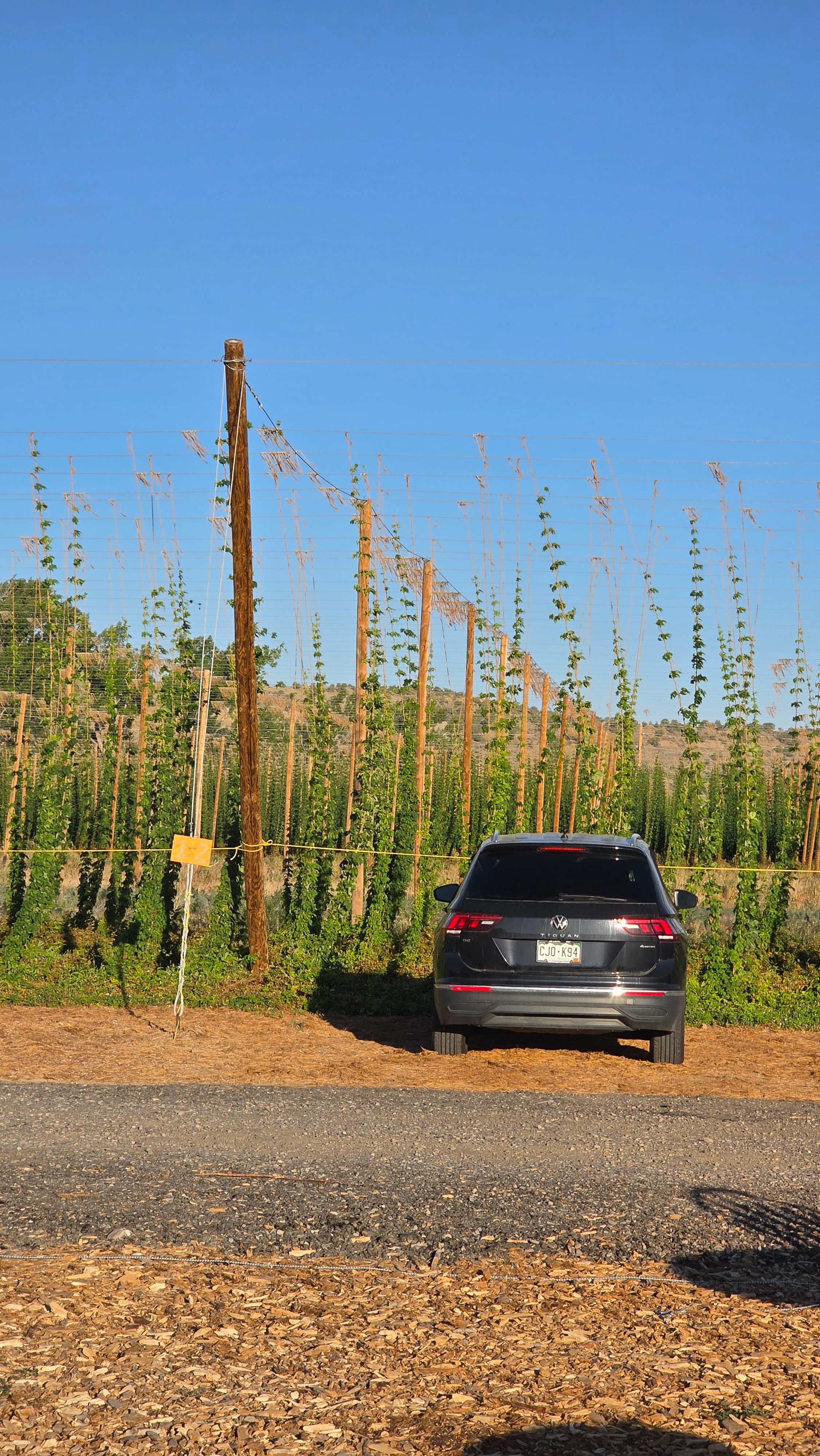Down at the Hop Yard Camping