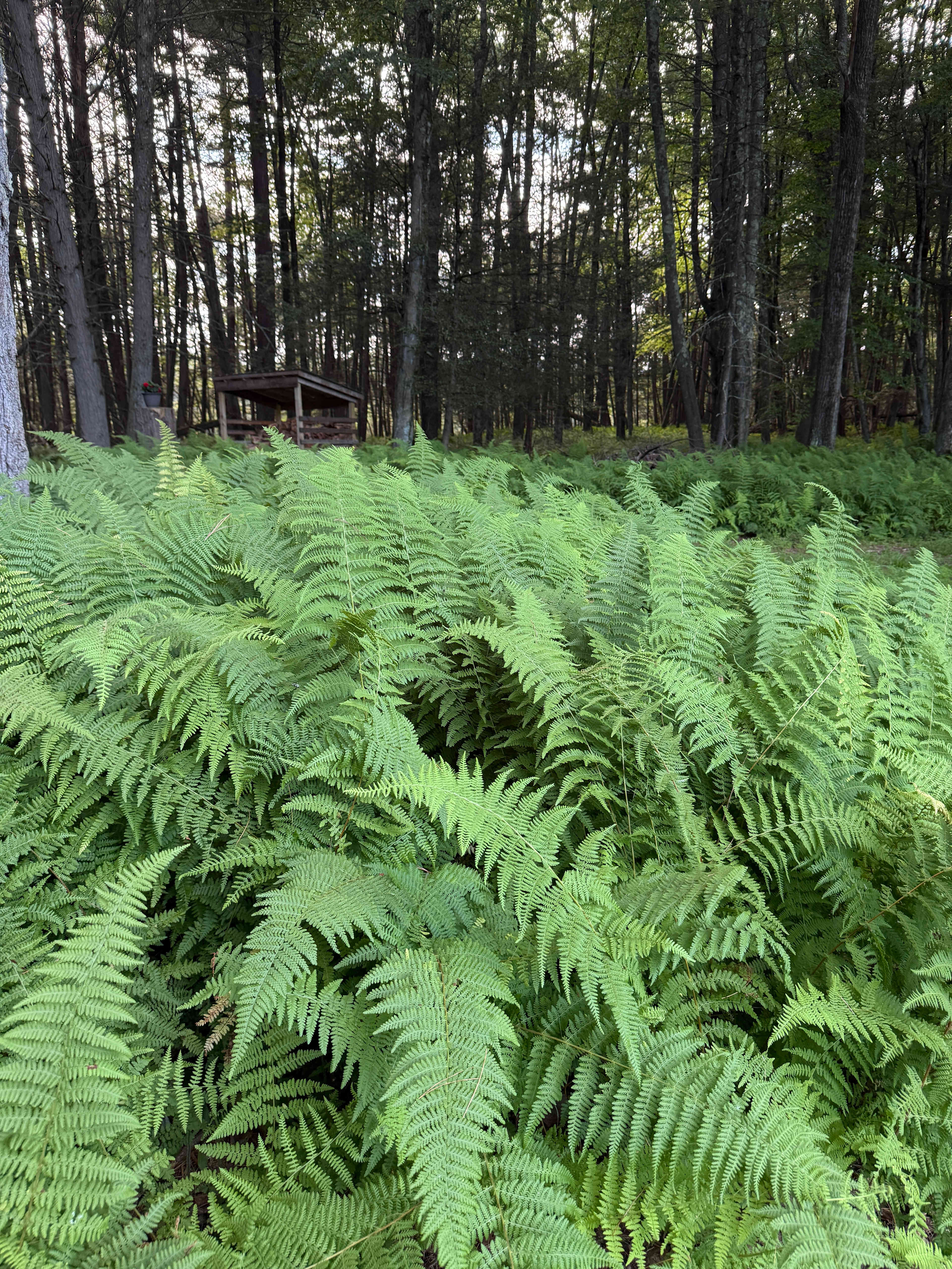 Paper Mill Pines Glamping Getaway