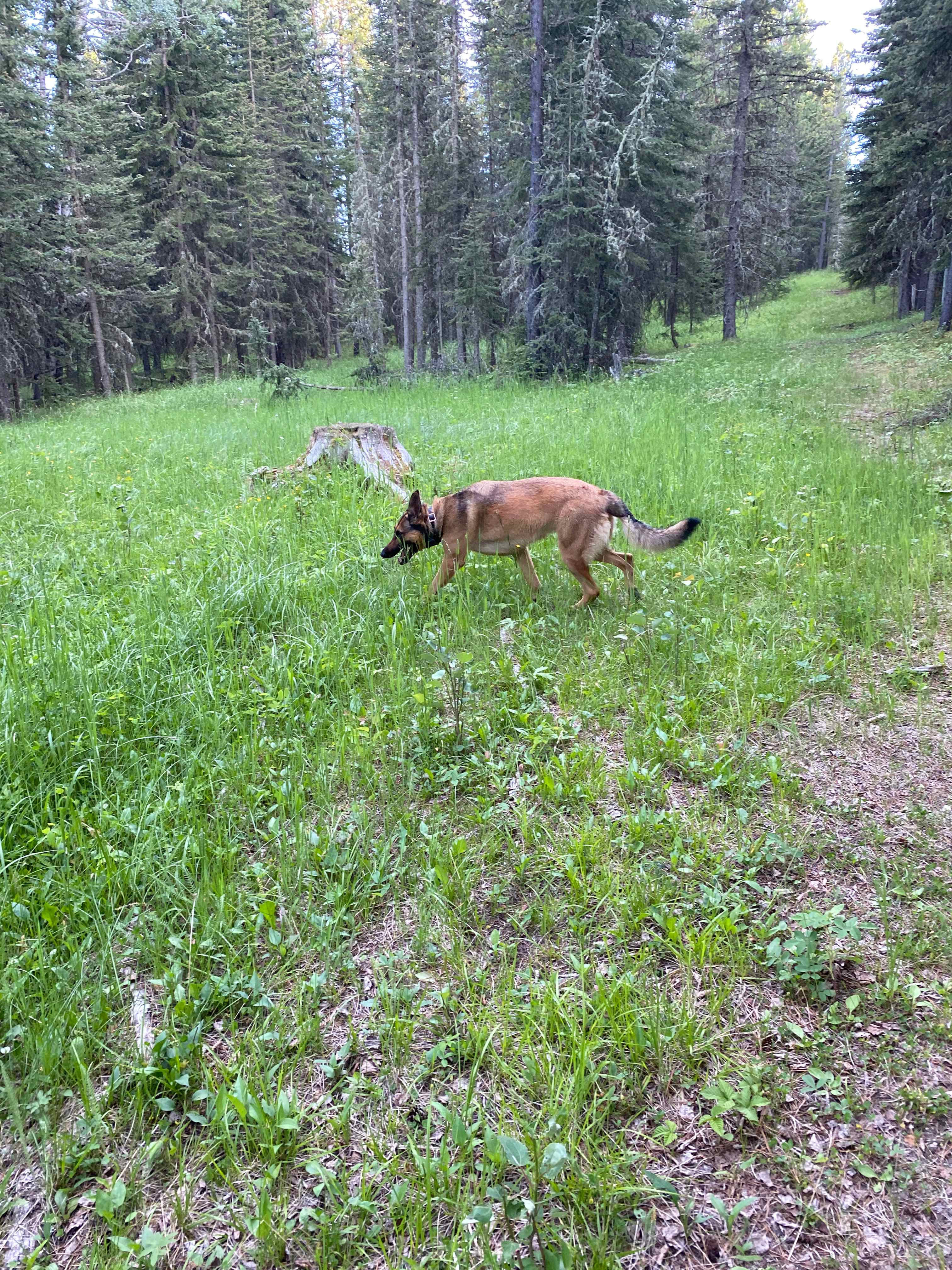 Rough Diamond Ranch Alberta