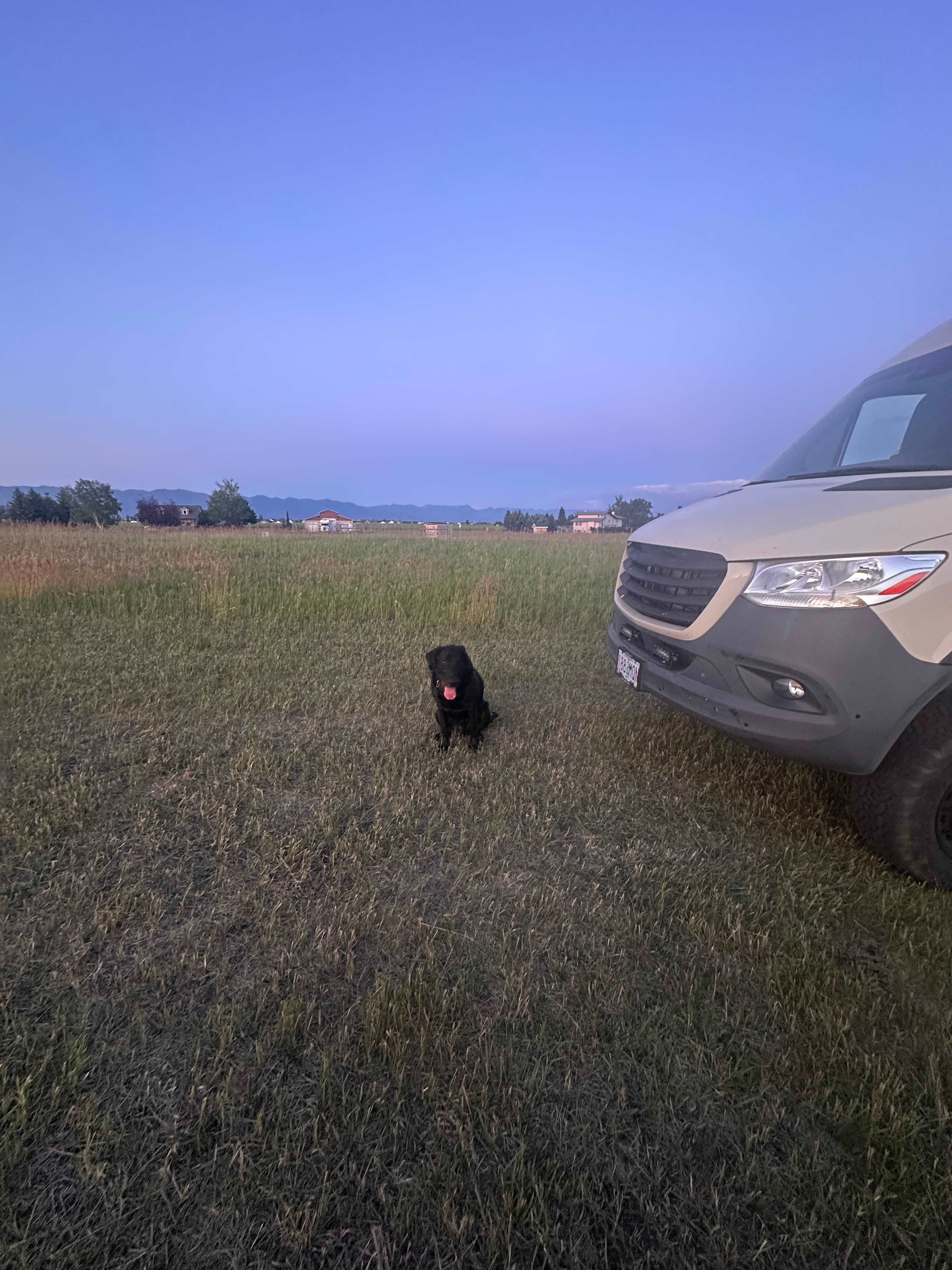 Dog loved it. 