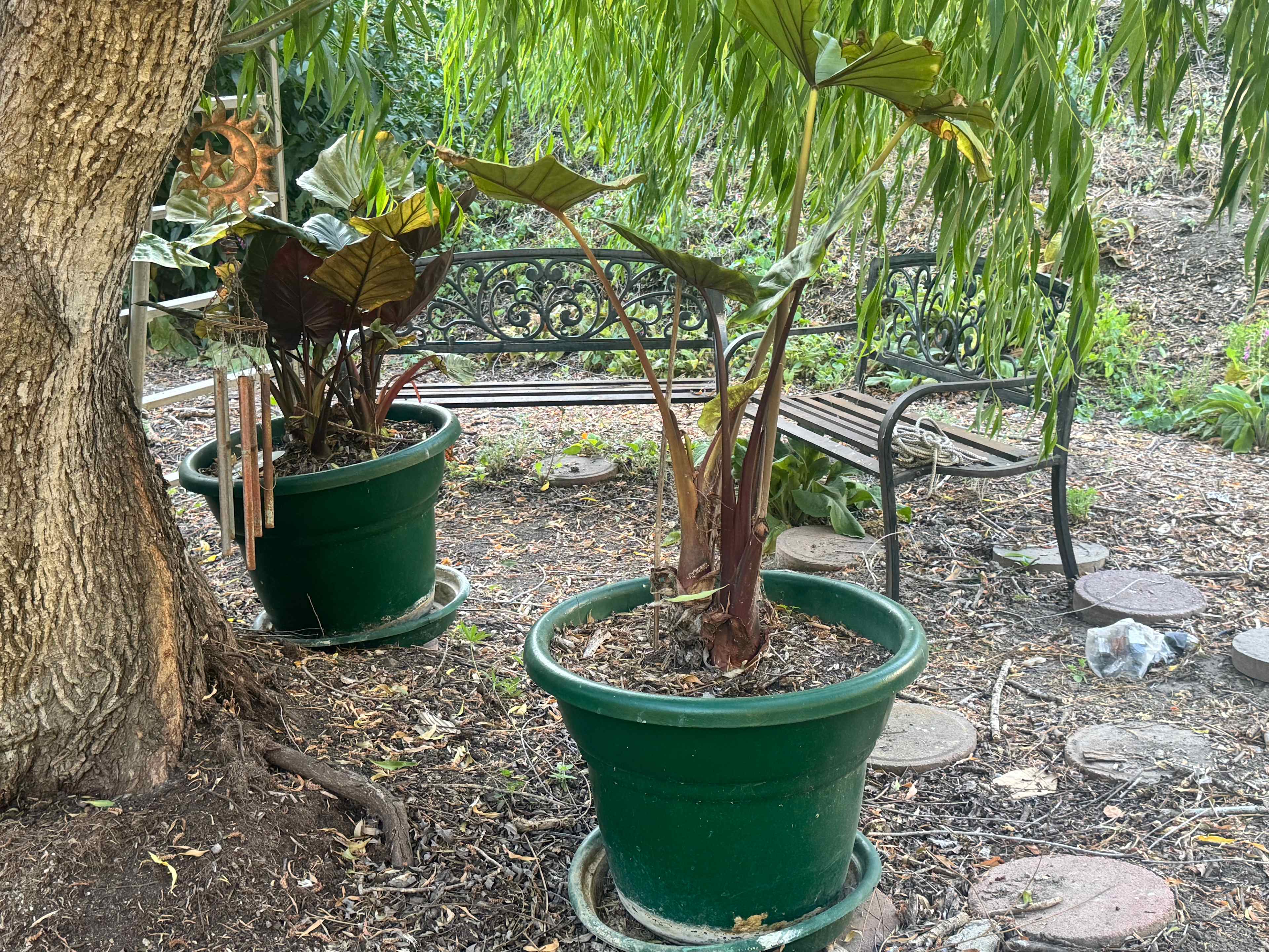 Under Willow Tree with 2 benches