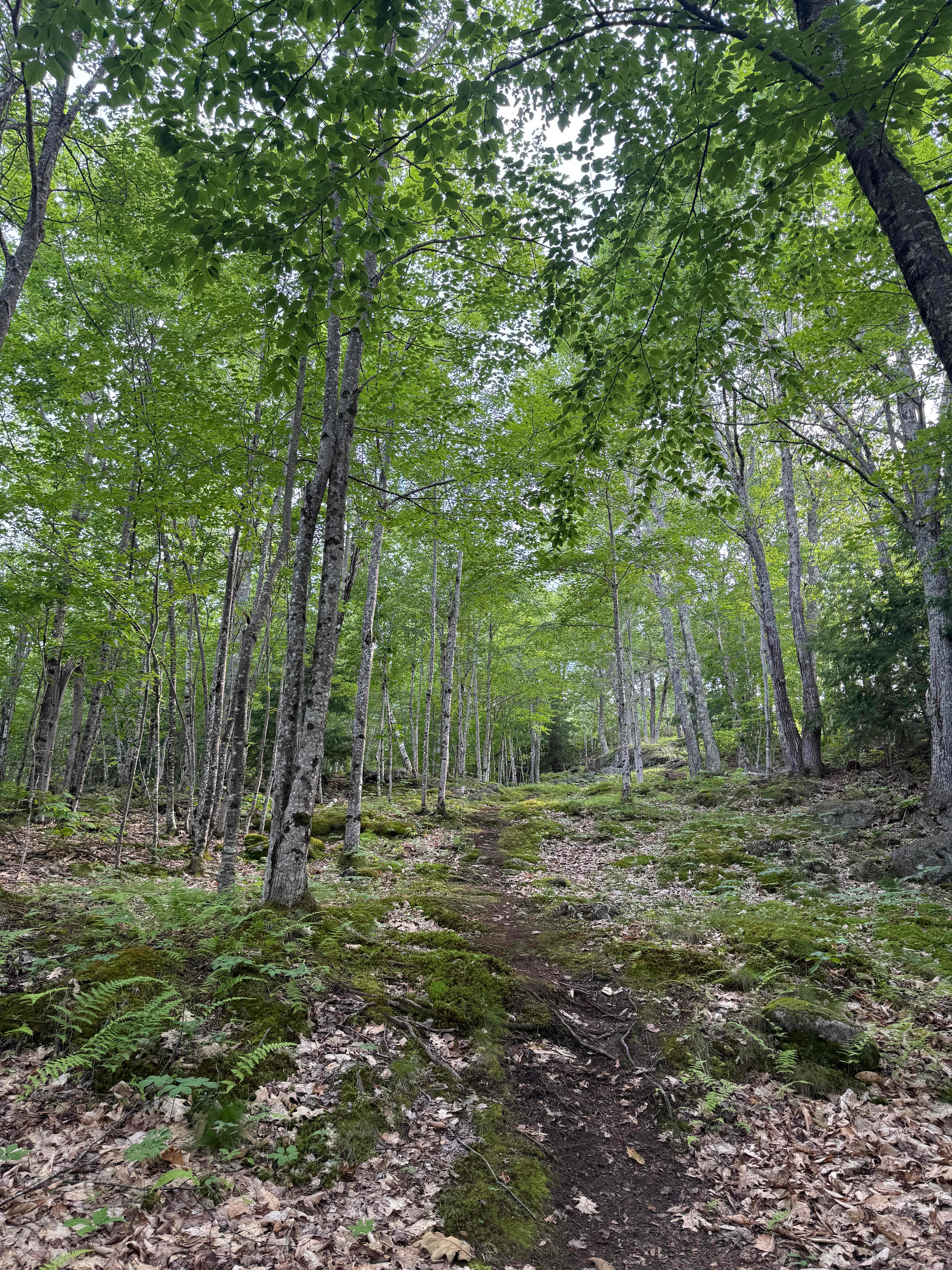 Hussey Mountain Tree Farm