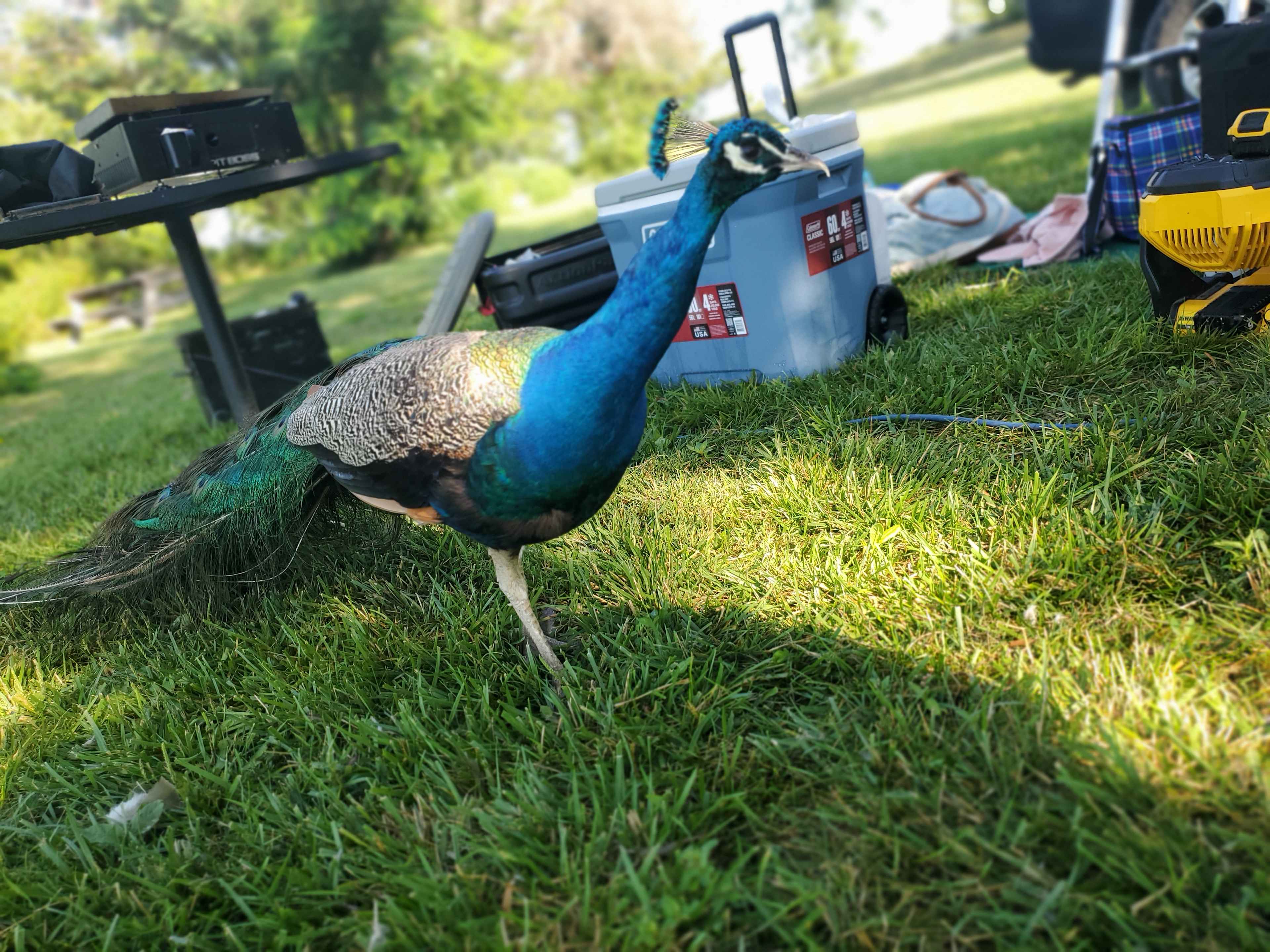 Harmony Lake Farm Park & Playground