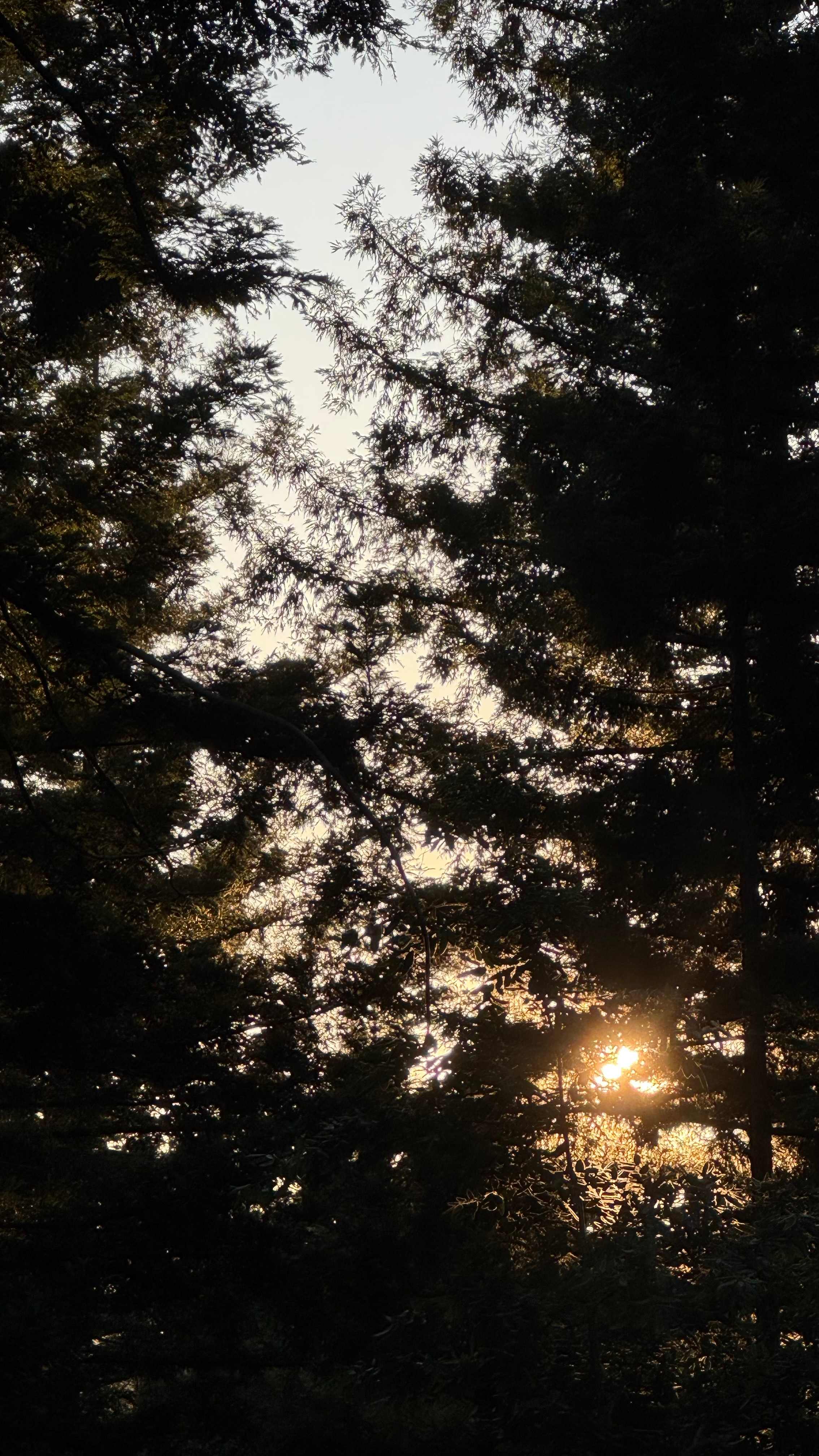 Private Sunny Redwoods Retreat