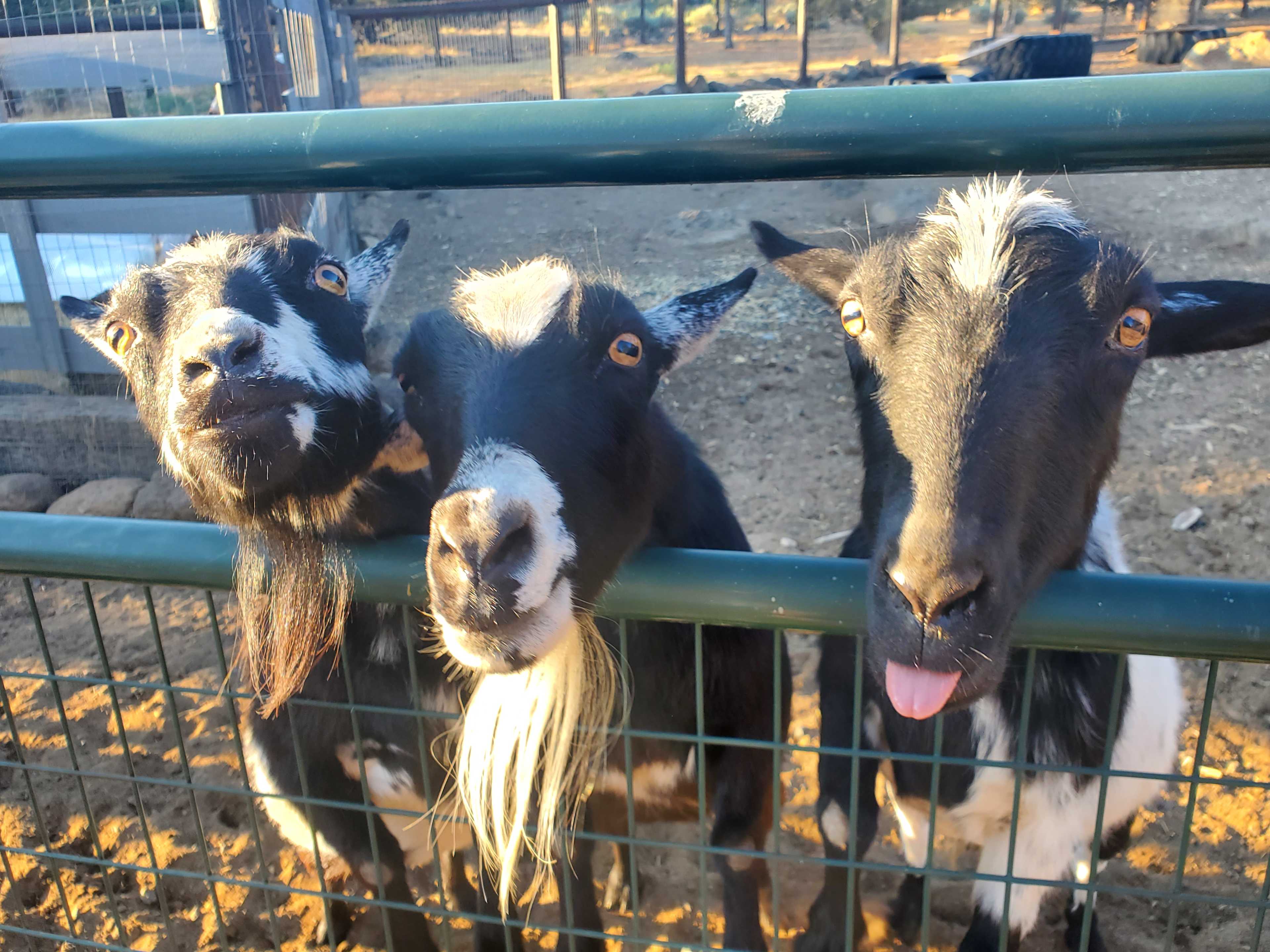 Your Hooved hosts from left to right are Thelma, Louise, and Scooter!
