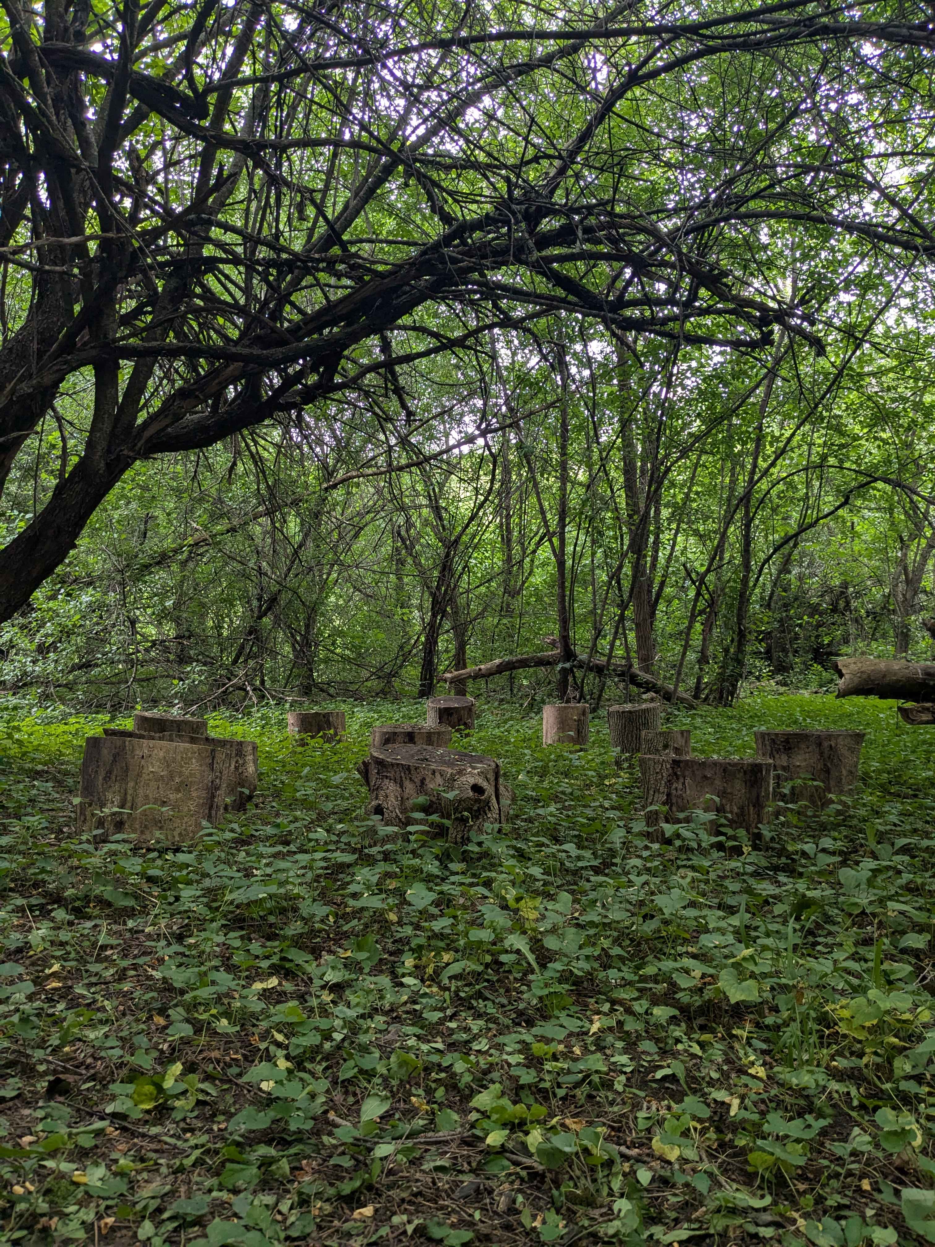 Clearing on a forest trail