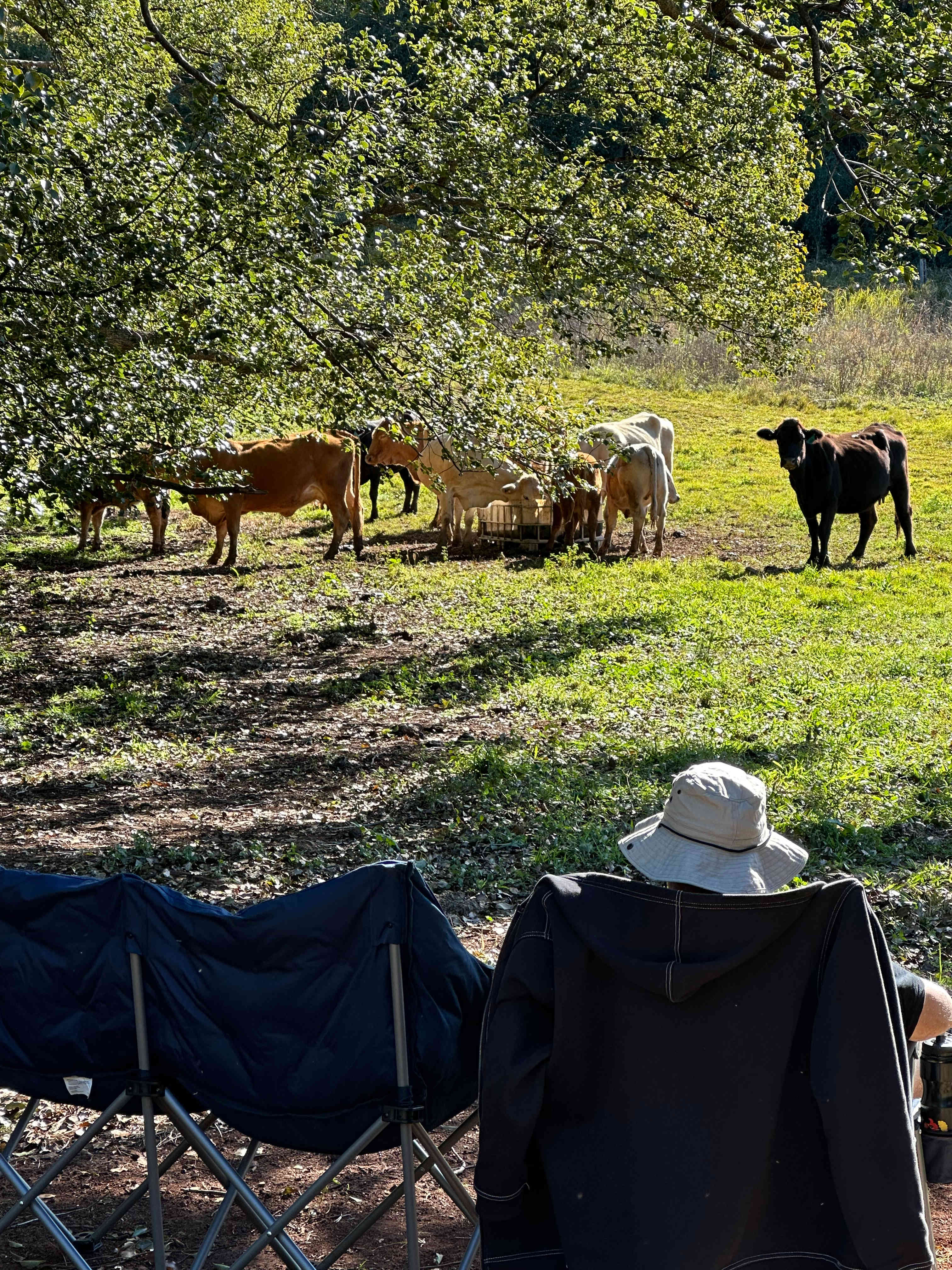 Watching cow TV