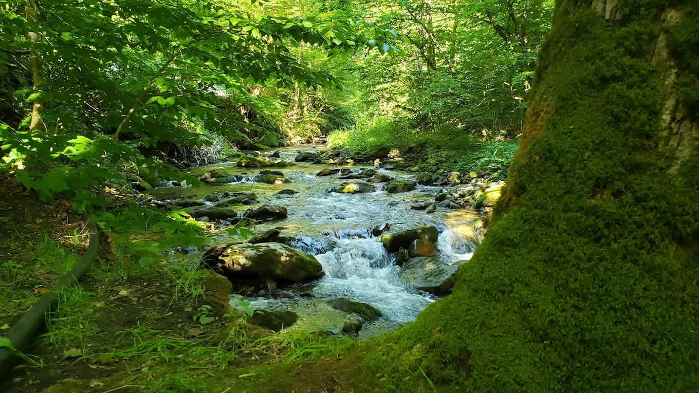 Russell Brook Campsites