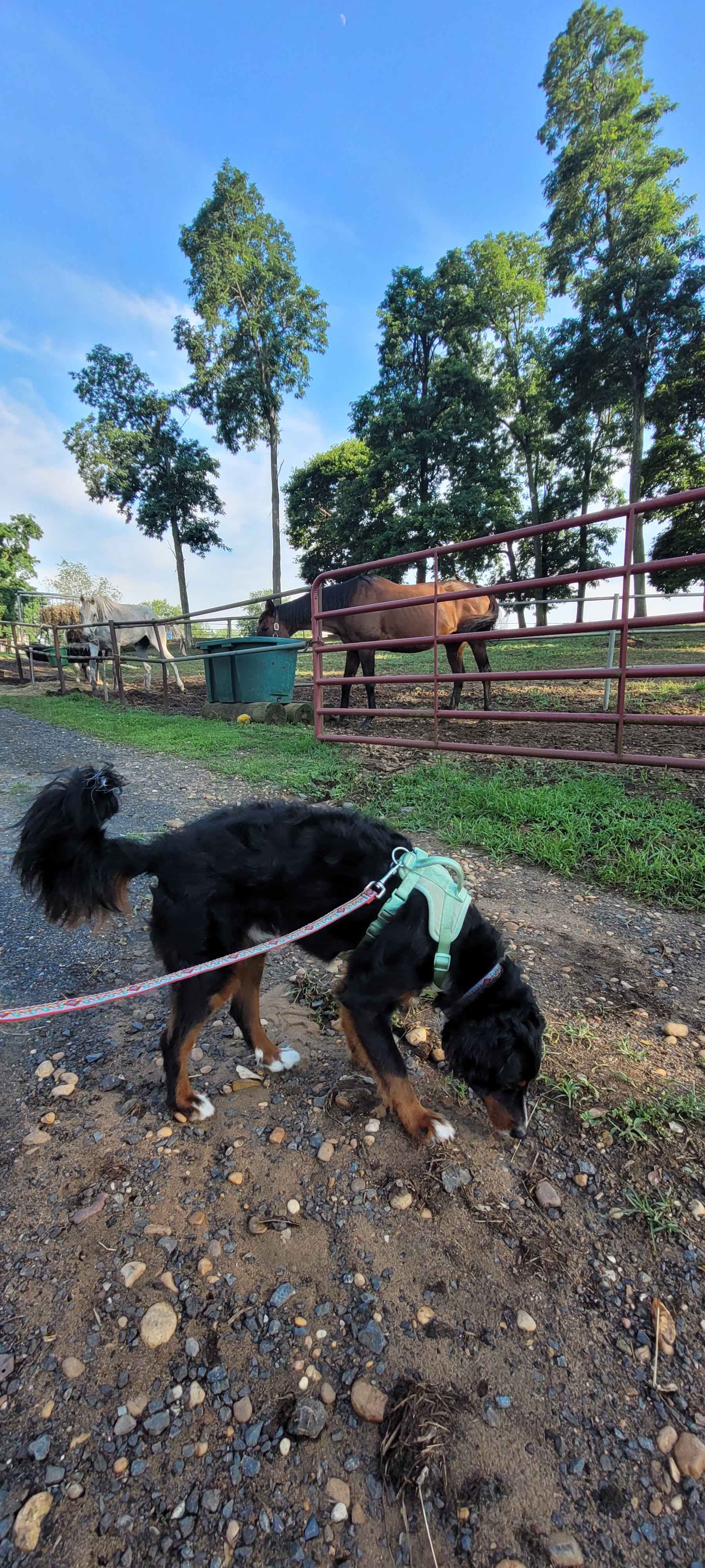Horse Farm Camping