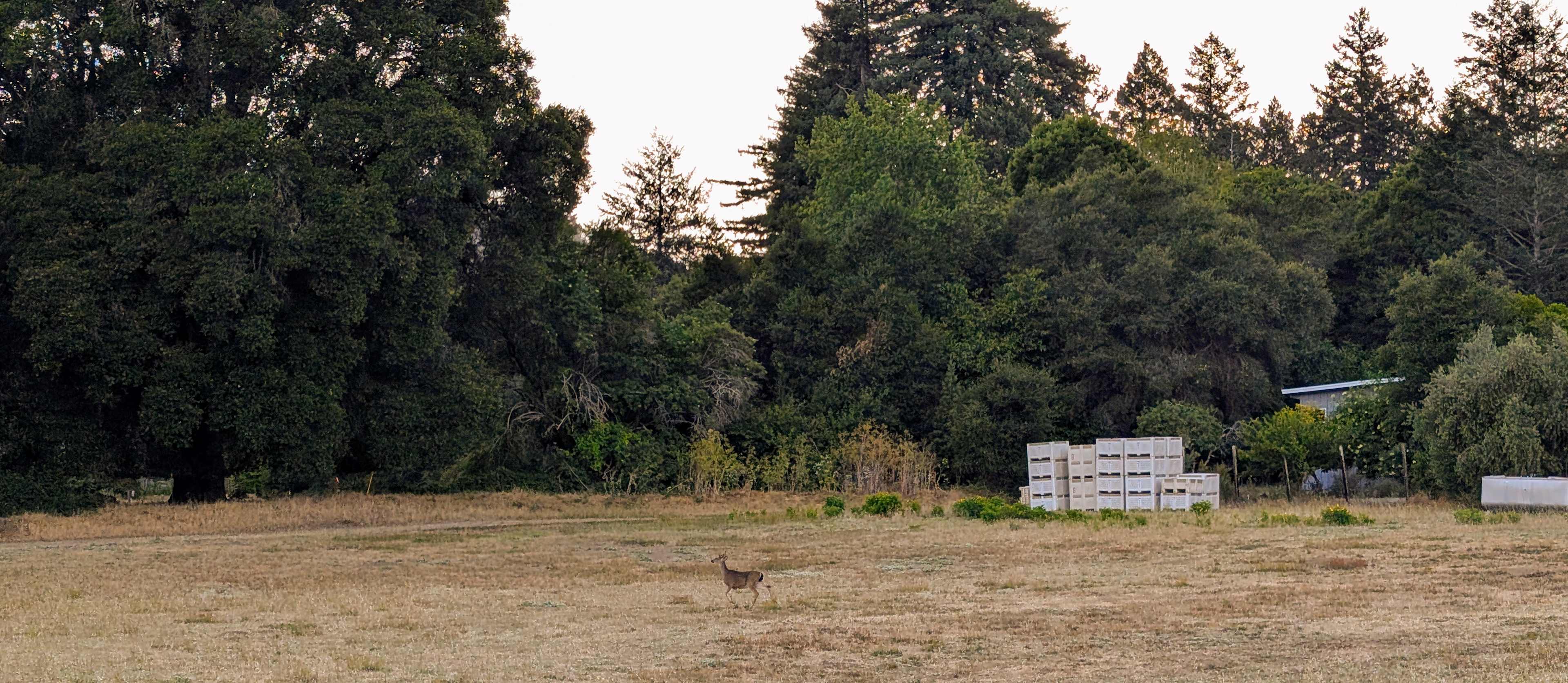 Mule deer prances across the field near the camping area.