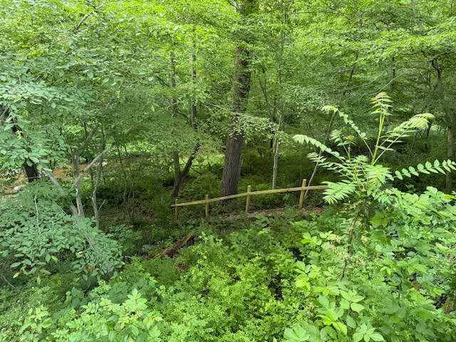 View from the deck overlooking the creek.