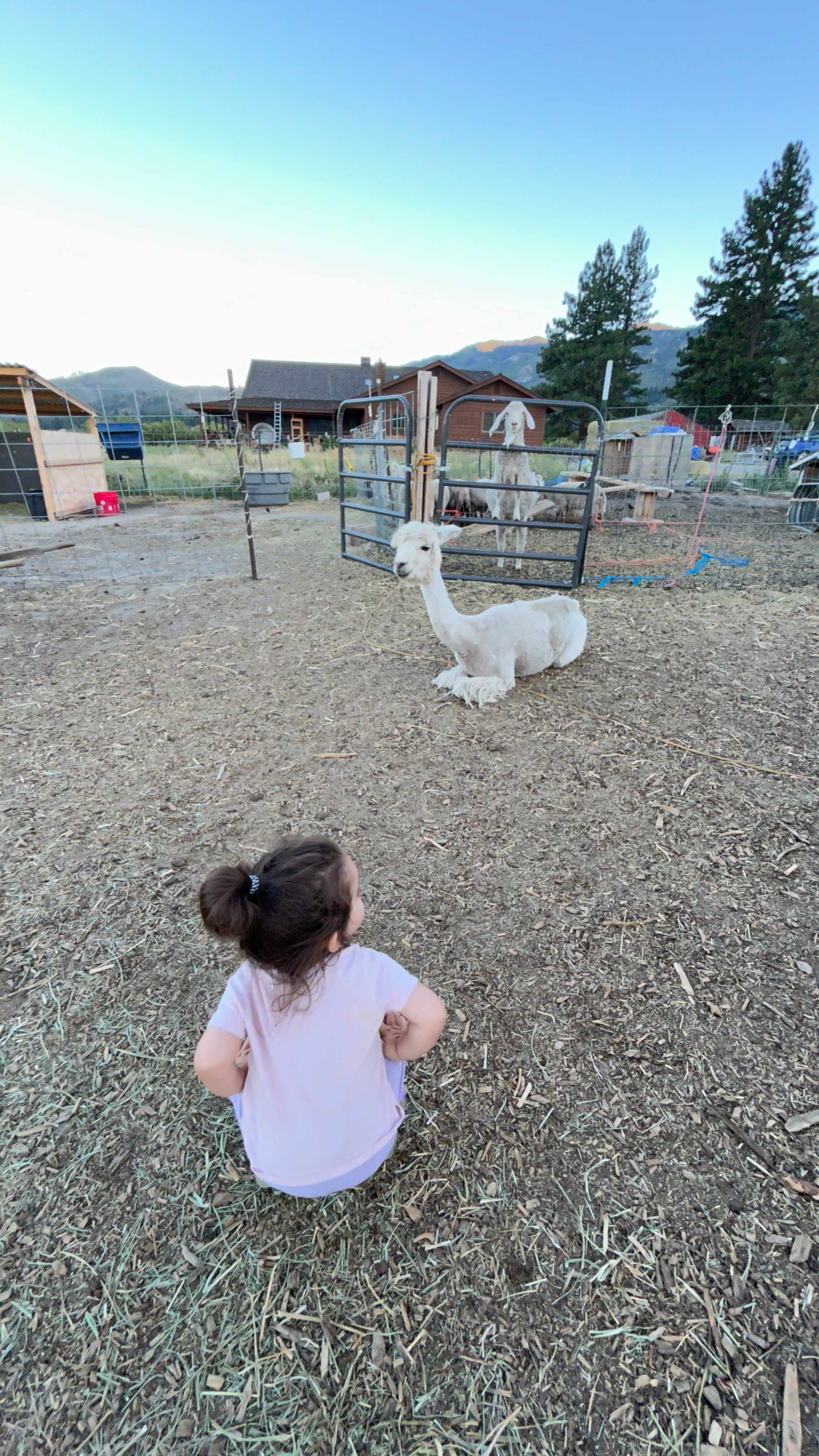 L.Davis Ranch and Olde LYFE Alpacas