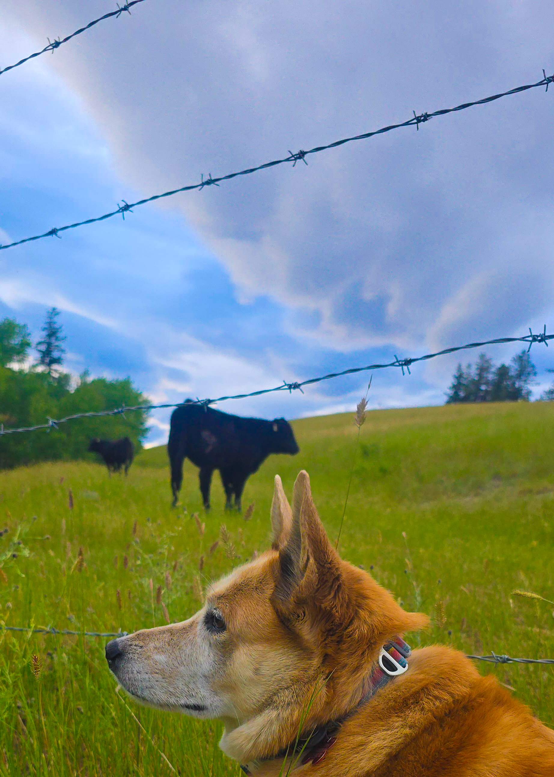 Grandview Acres