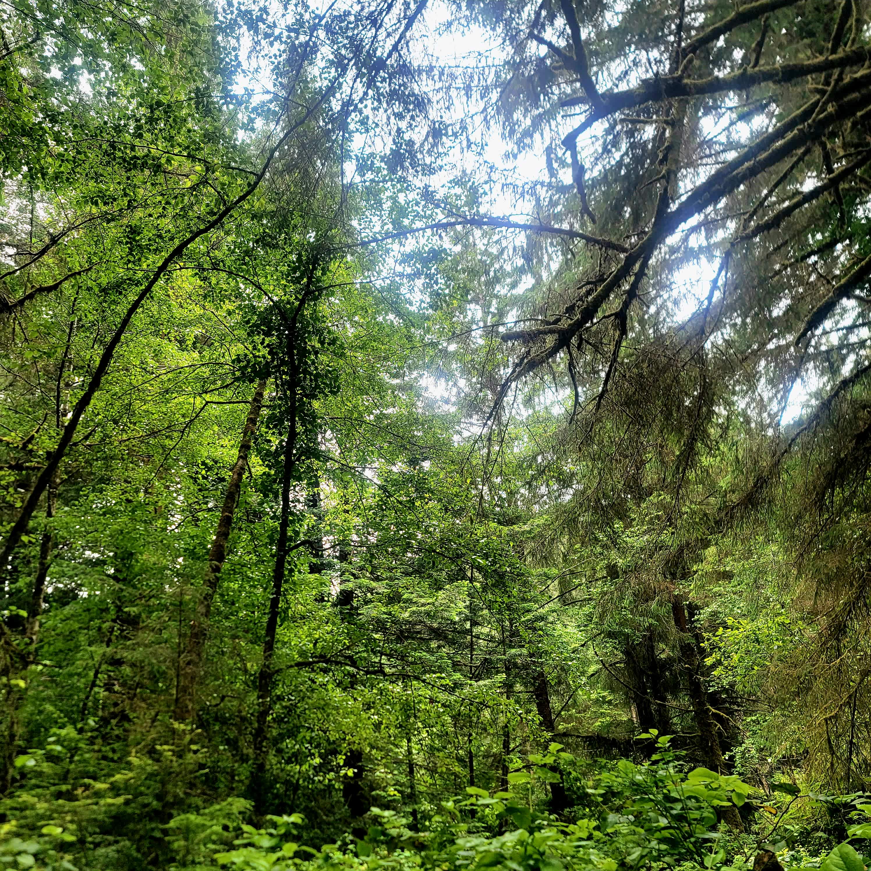 Mystic Forest Campground