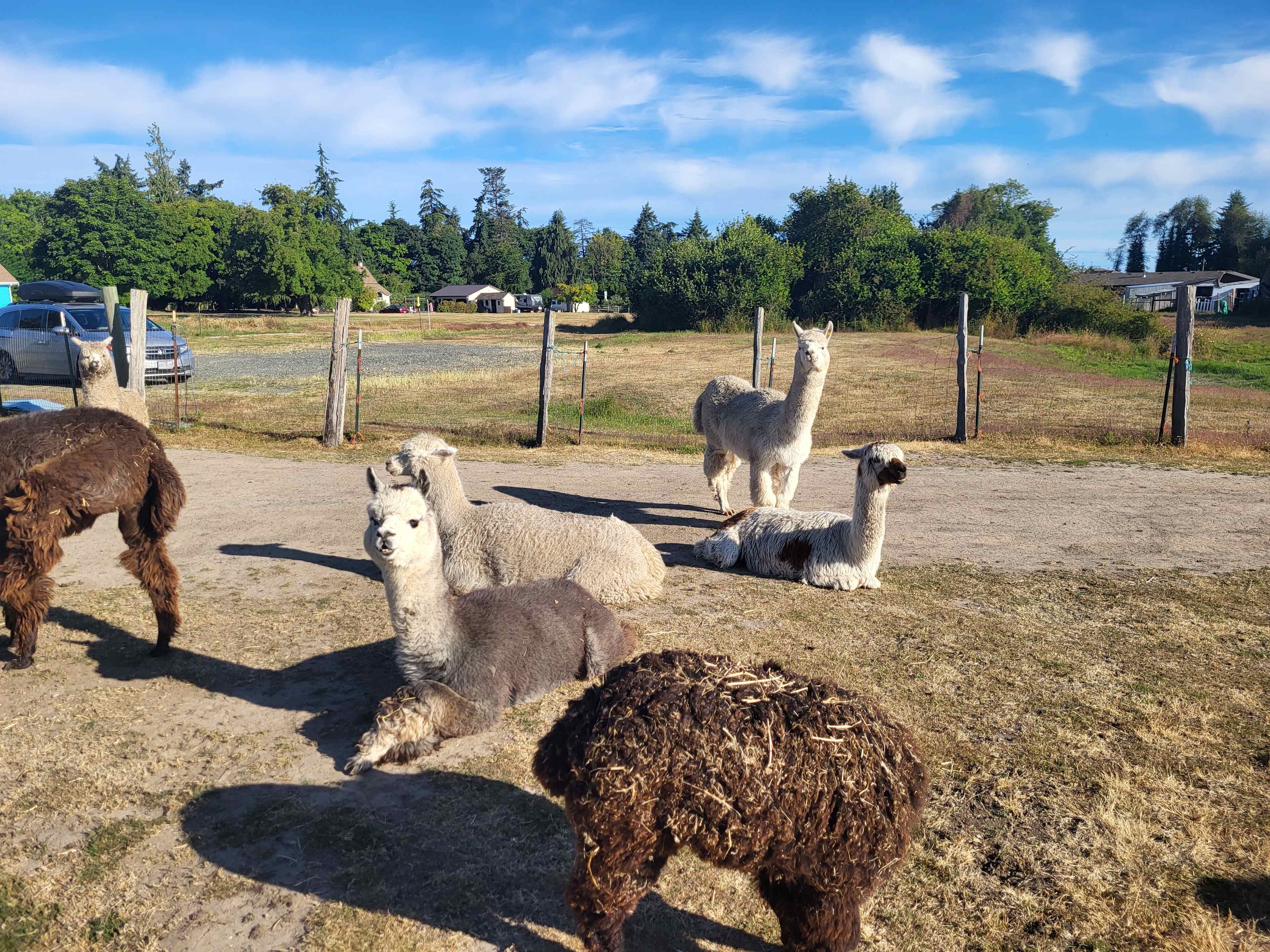 Run w/ Alpacas Farm Stay Port Angeles
