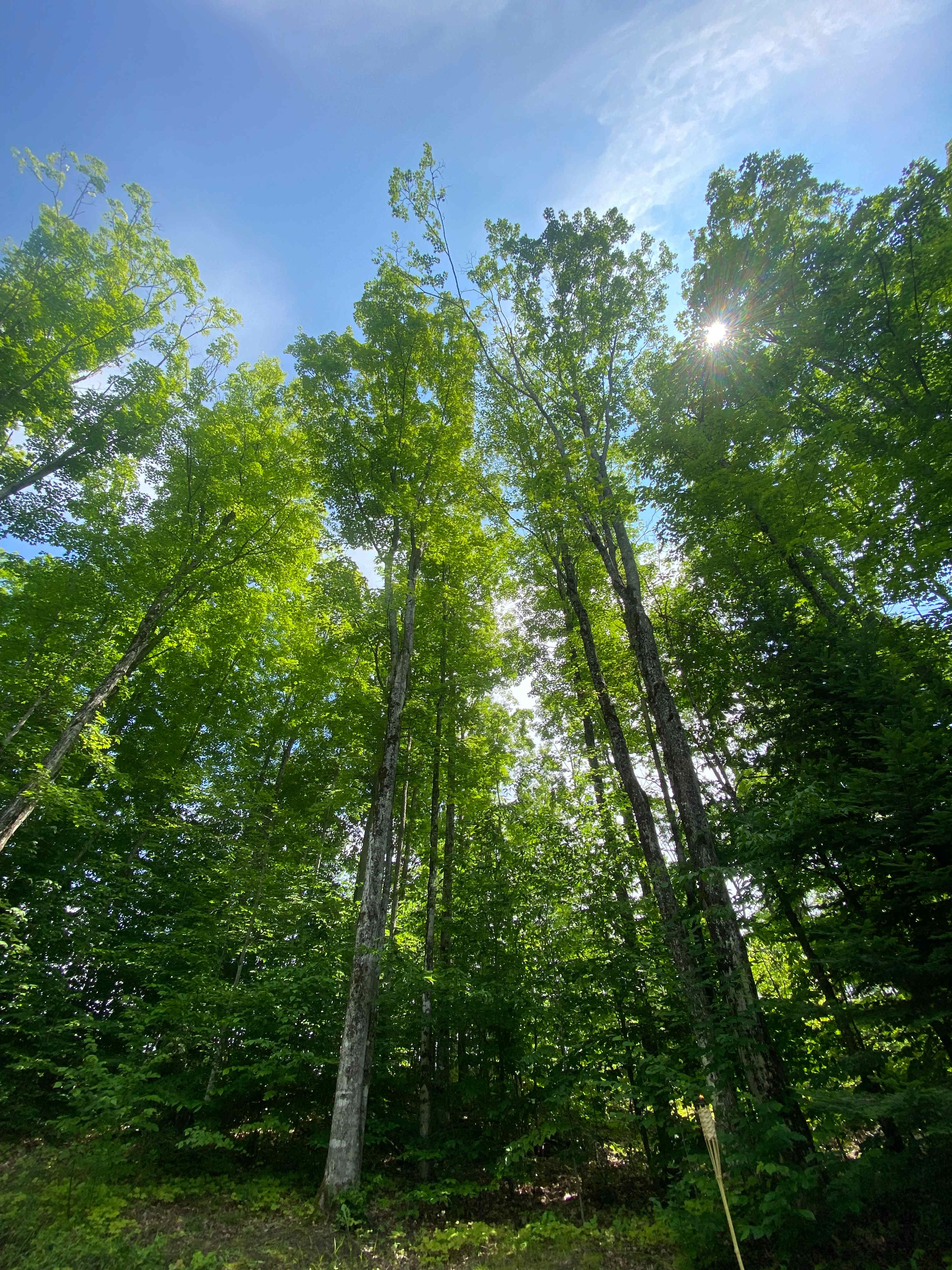 Beautiful trees!