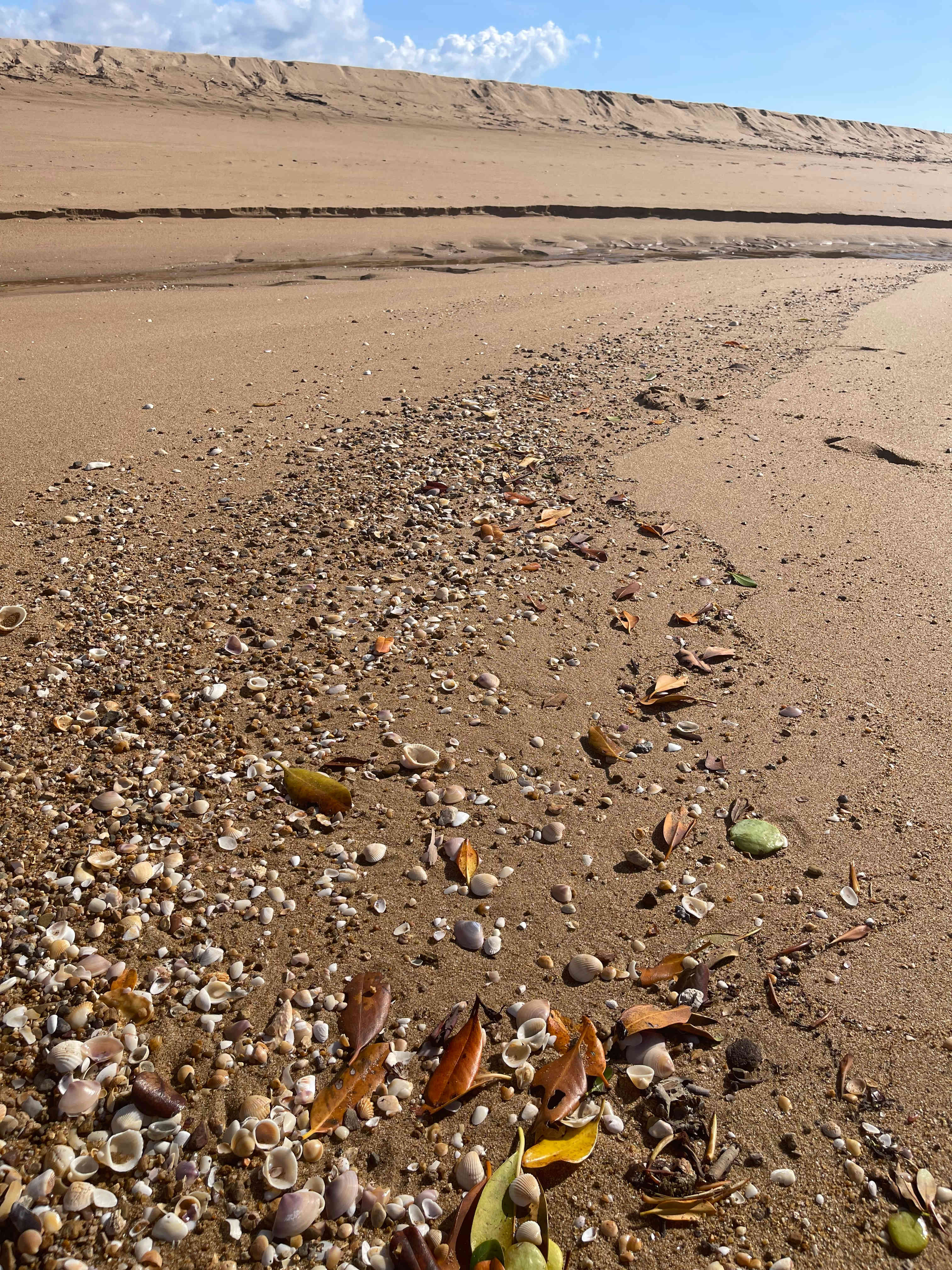 Rules Beach Turtles Bushcamp🐢