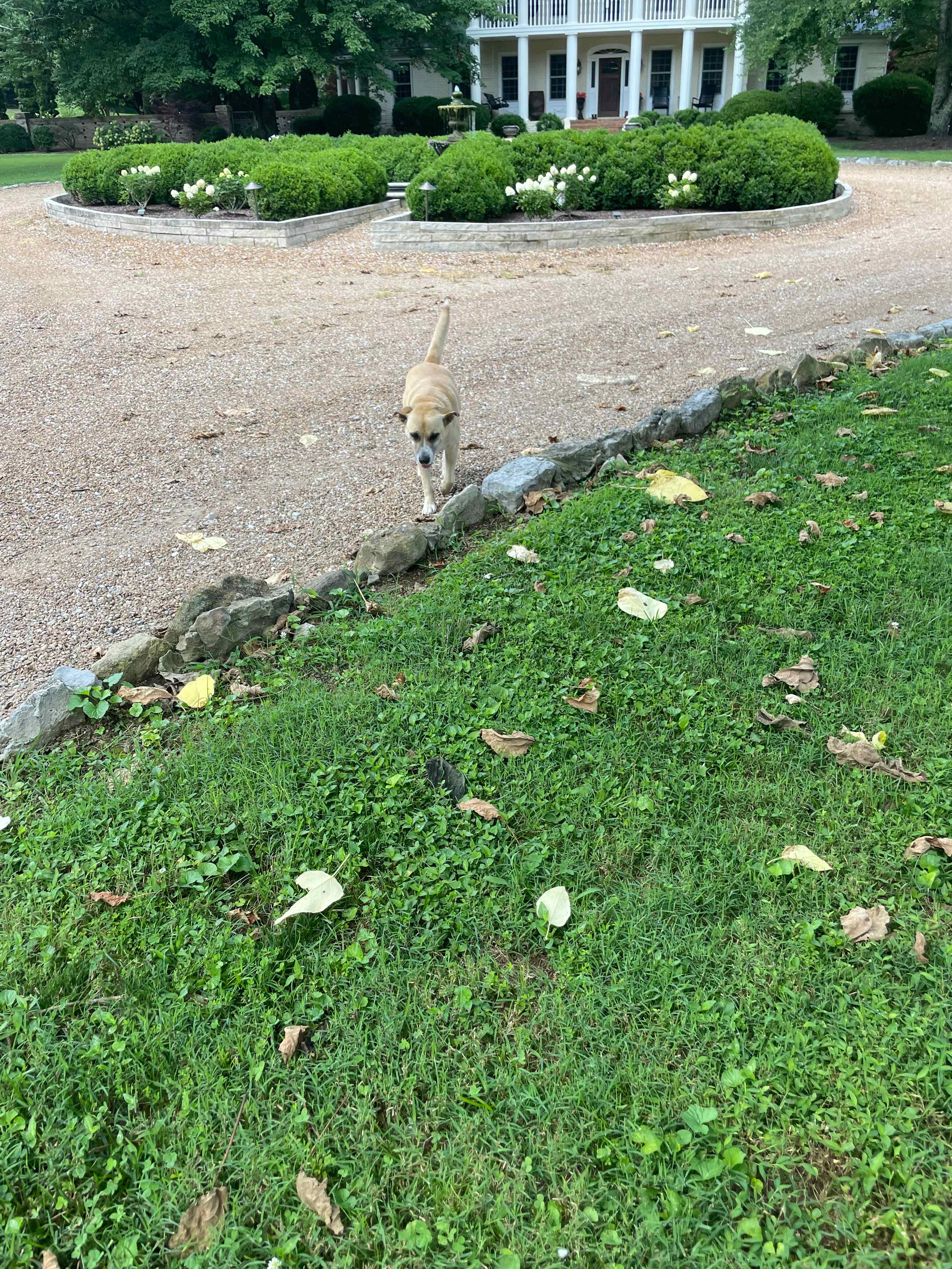Happy dog
