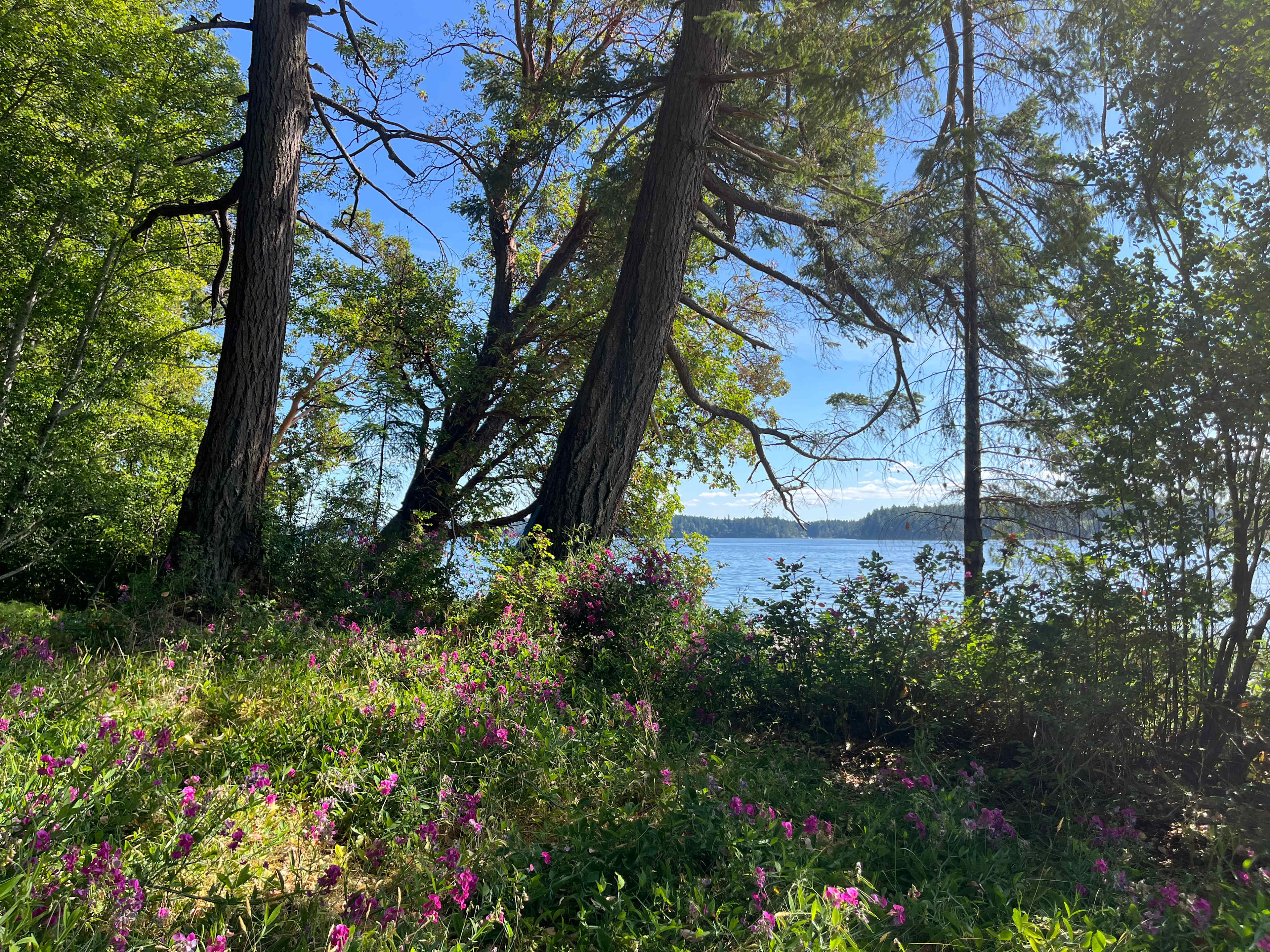 Woodland Grove on the Coast