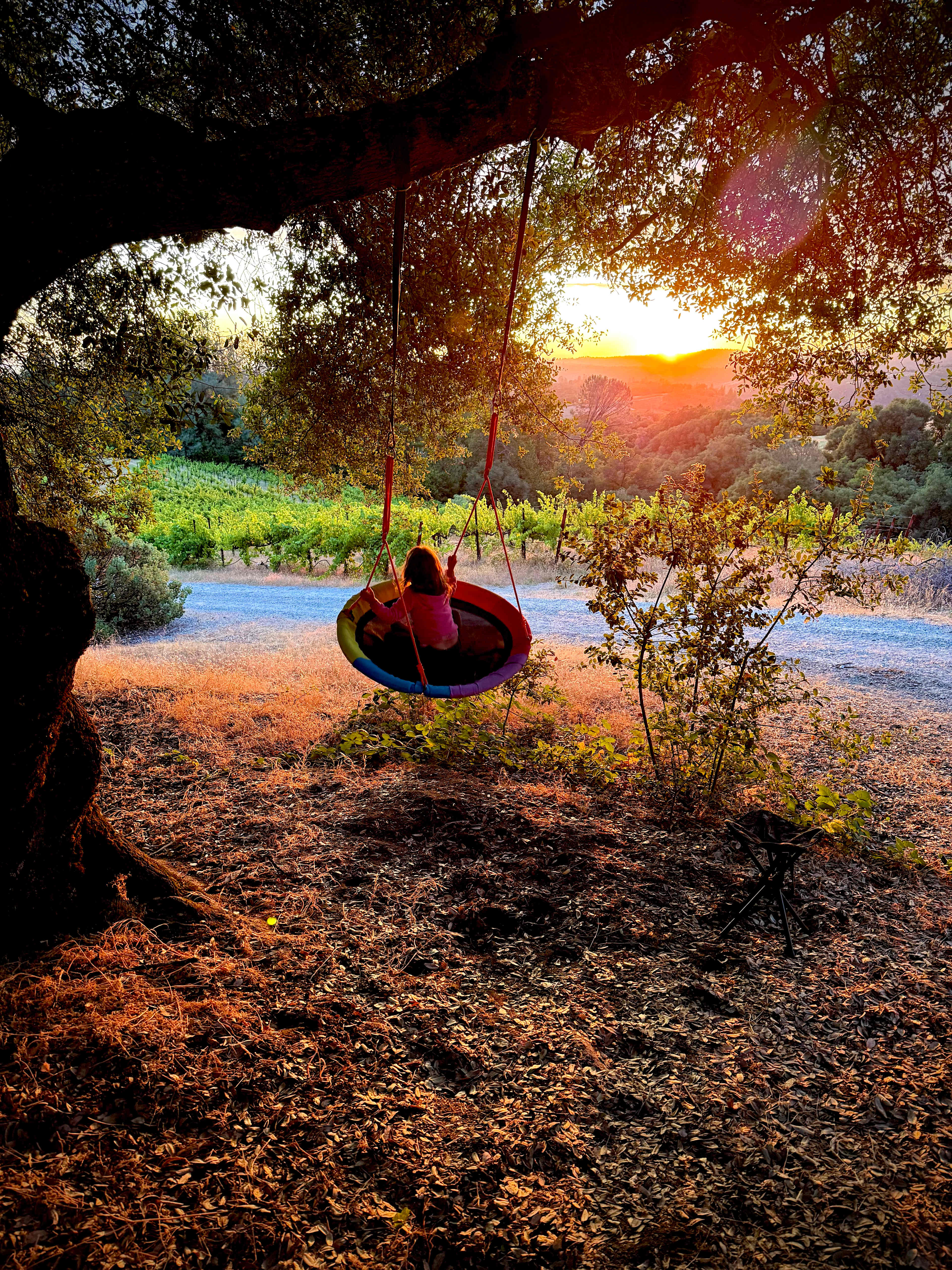The vineyard view…