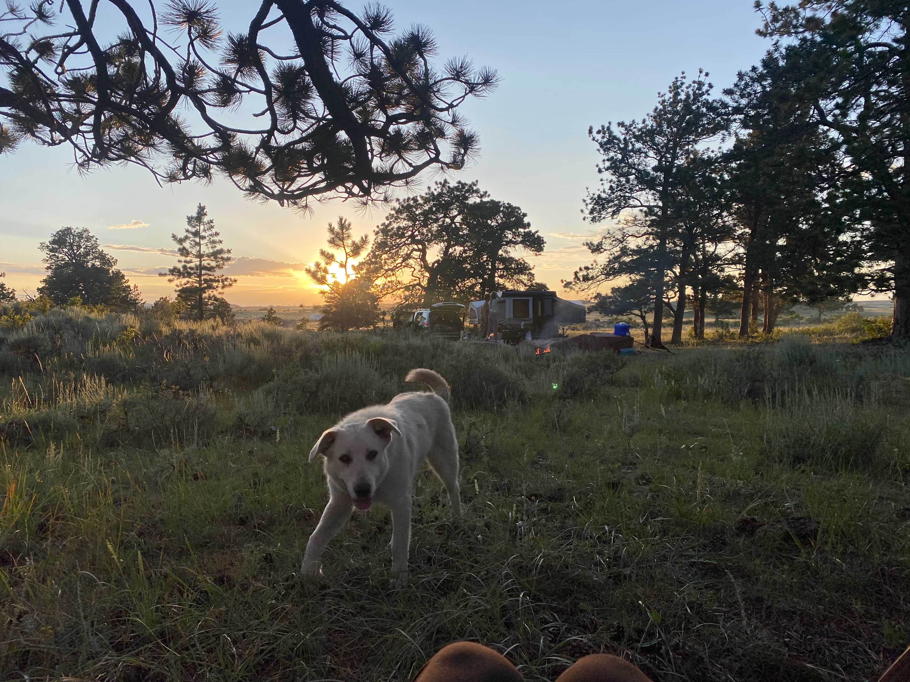 Rubird the Ranch Dog