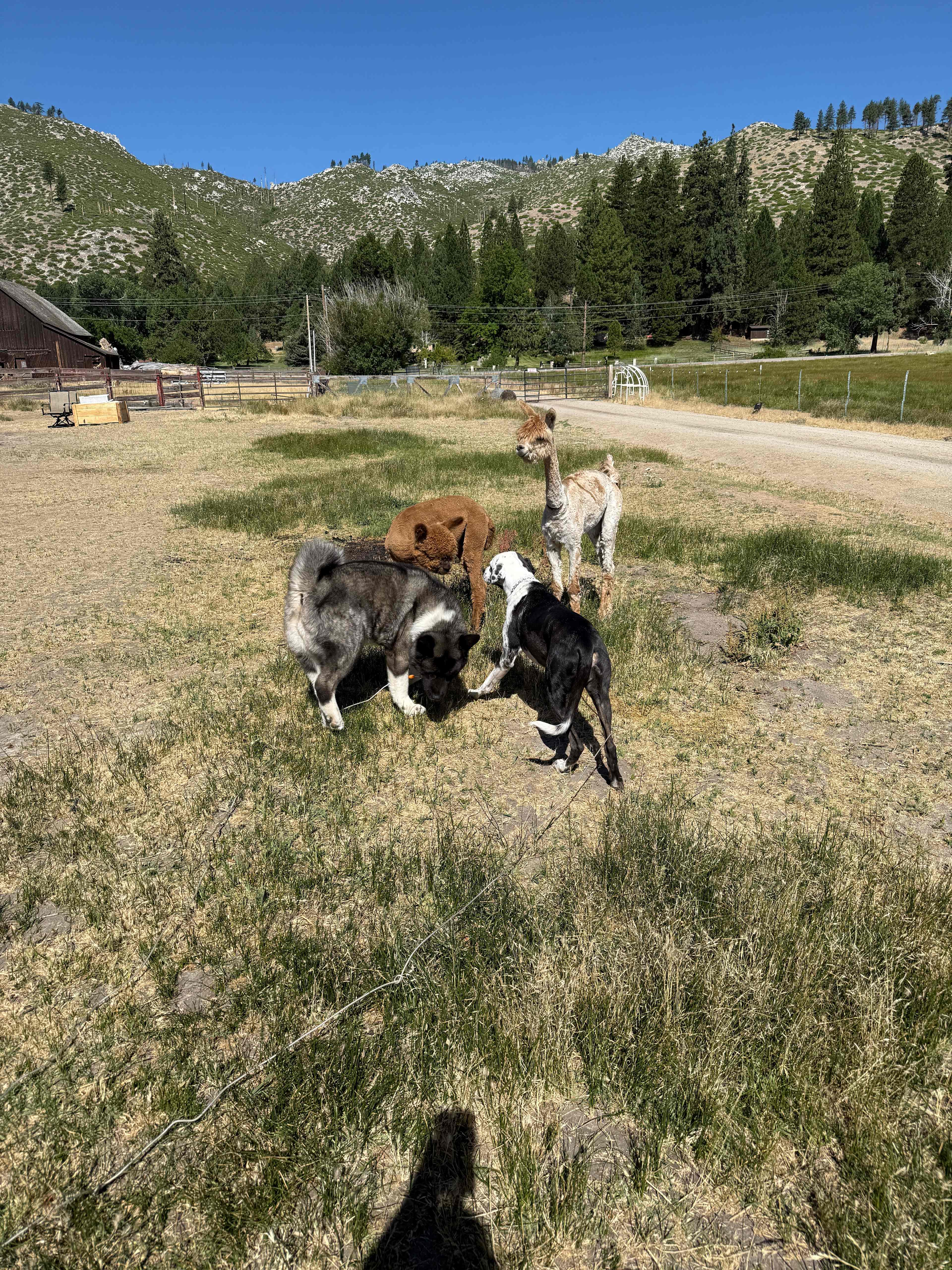 L.Davis Ranch and Olde LYFE Alpacas
