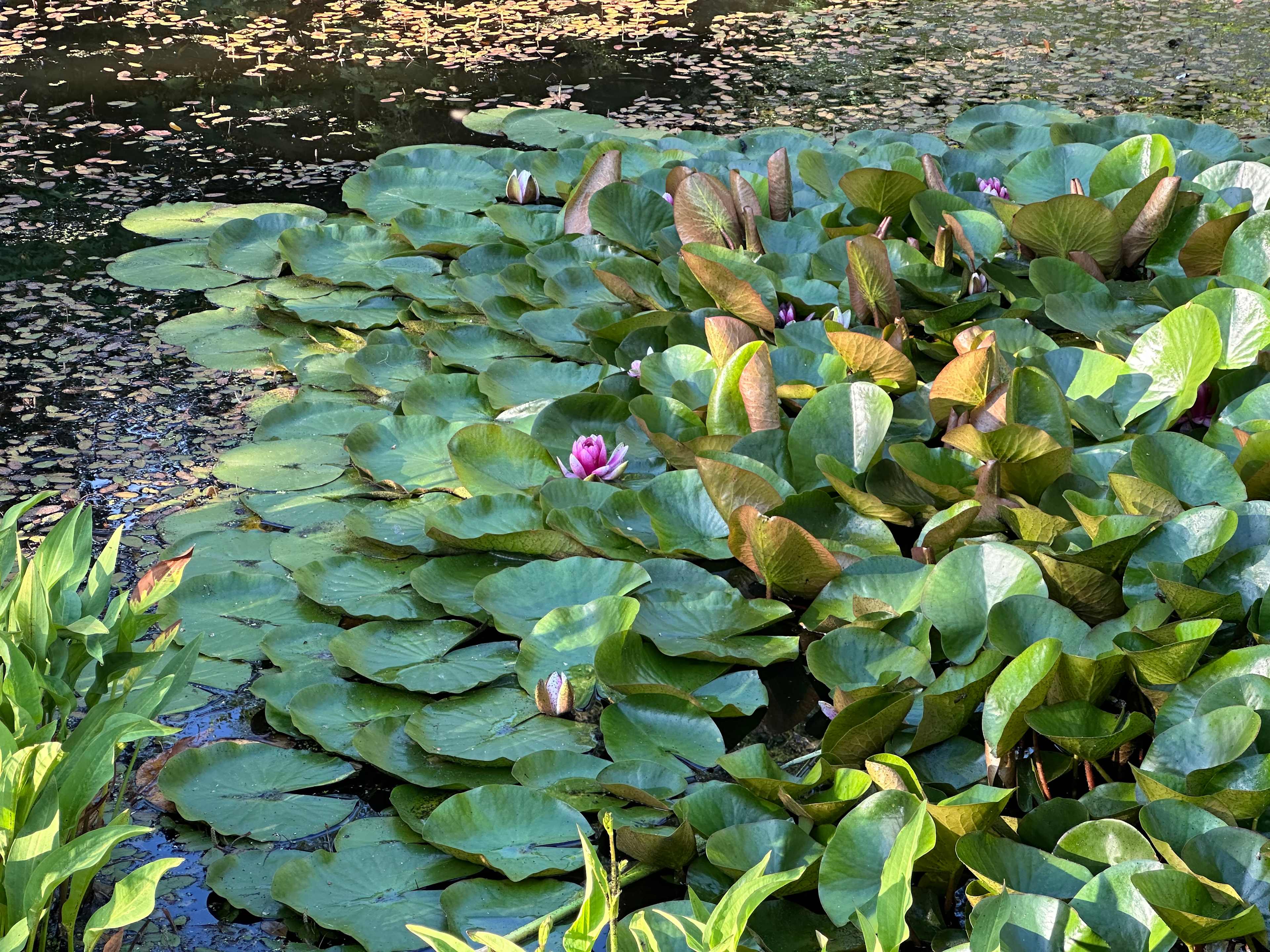 Pond with Lotus flowers 