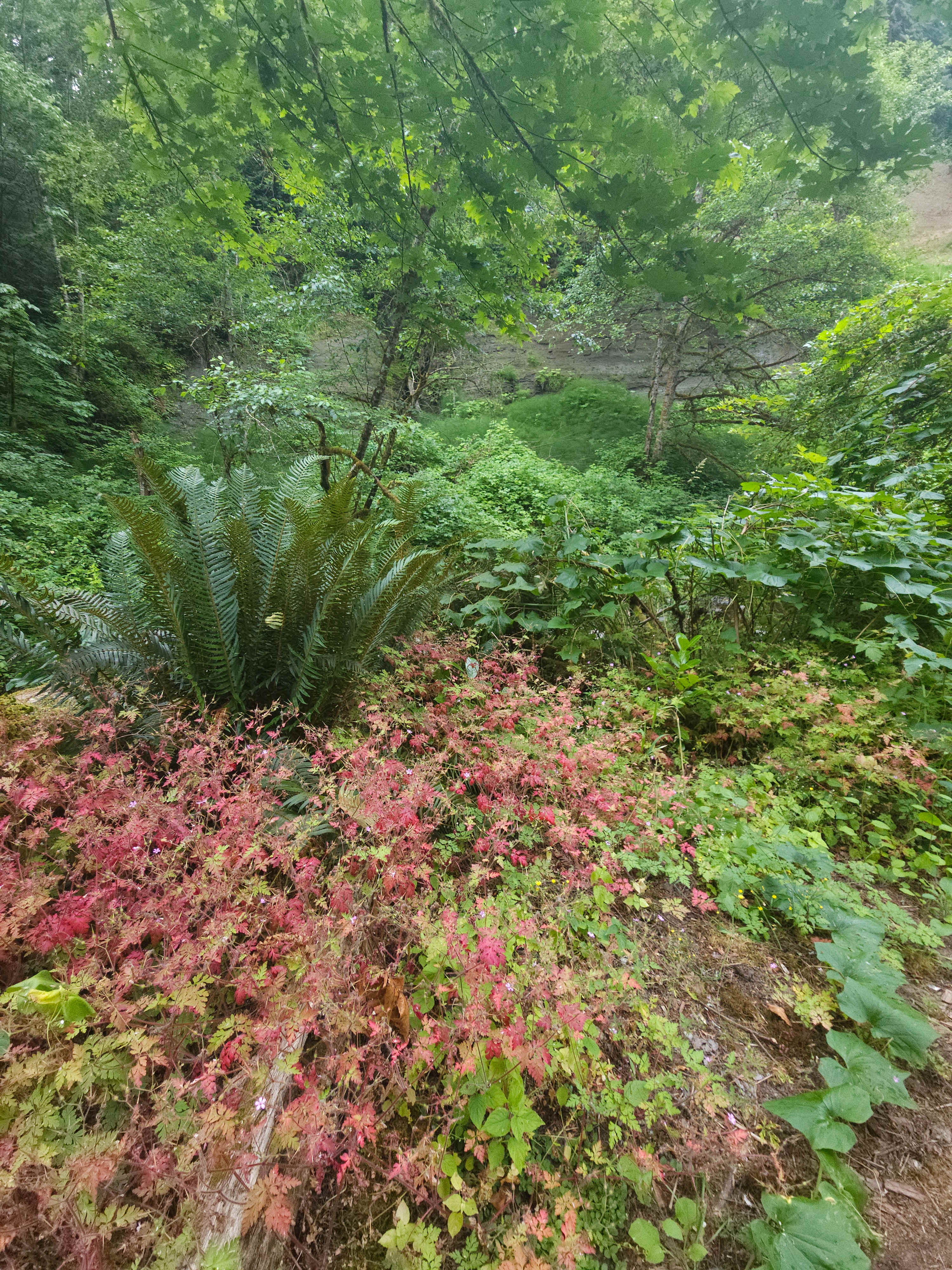 Camping in forest, next to a creek.