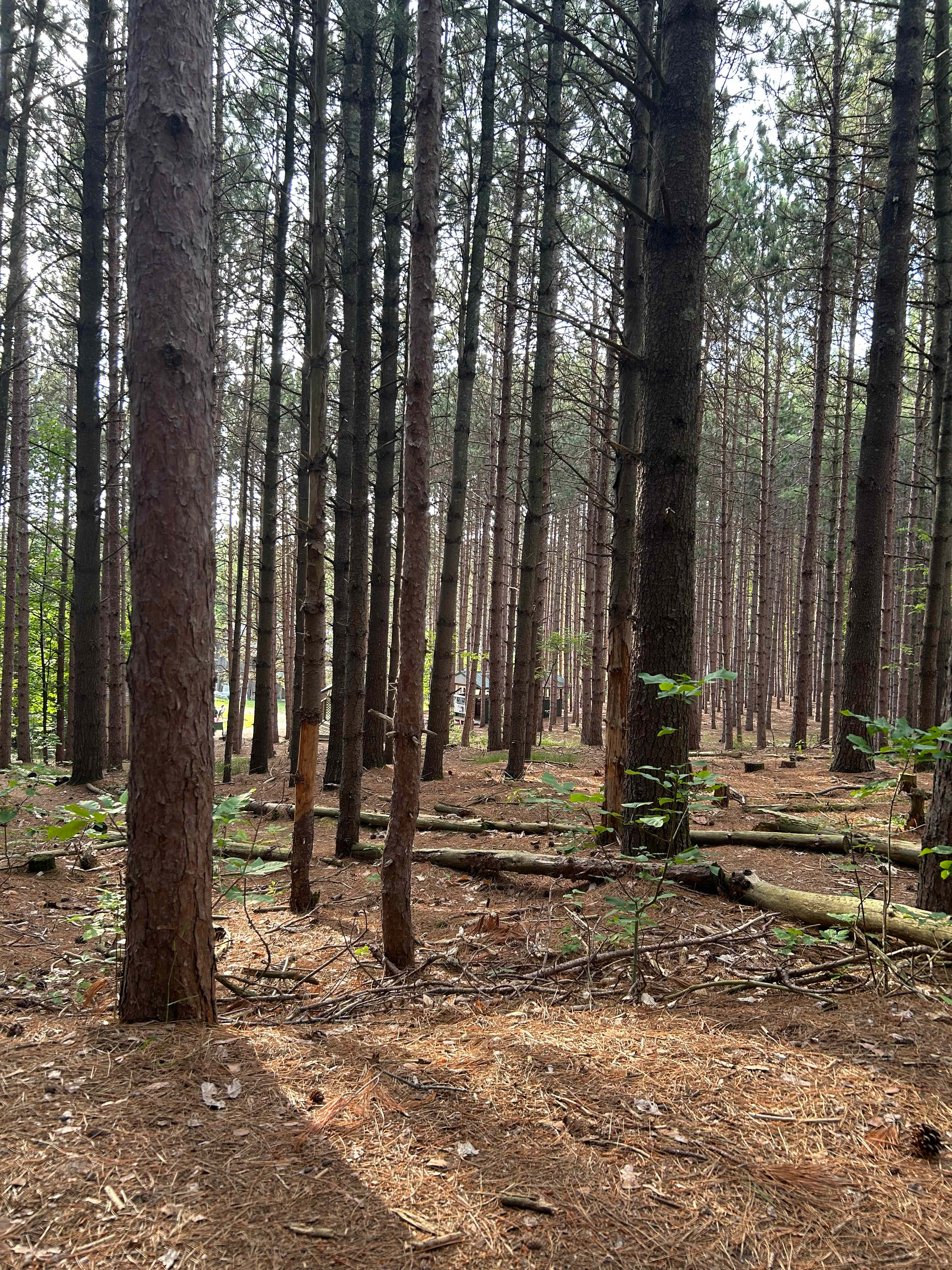 Camp Moonshadow
